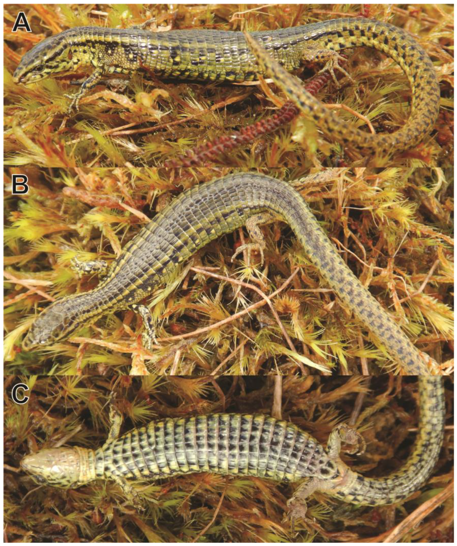 Taxonomy 03 00002 g007