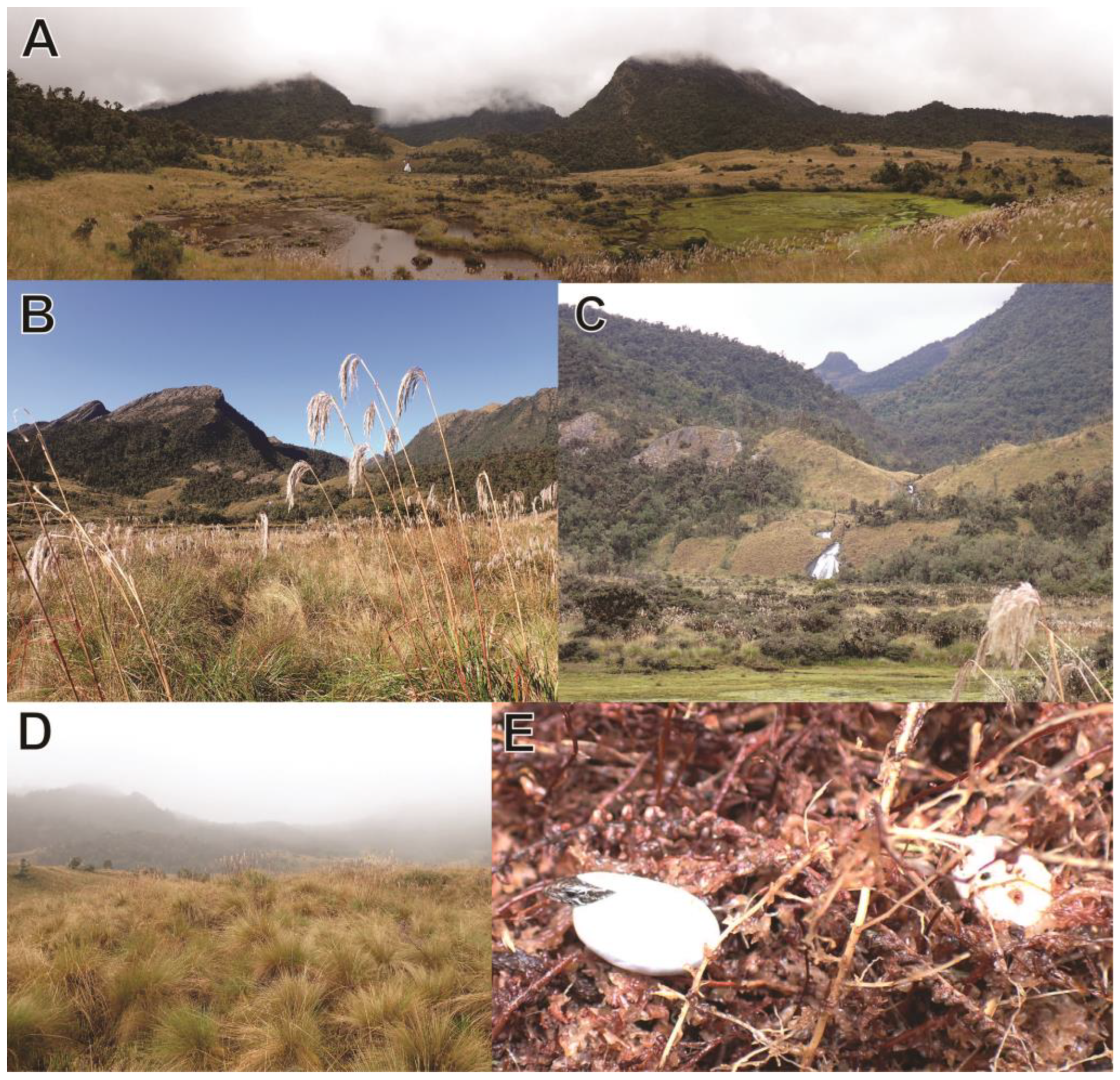 Taxonomy 03 00002 g010