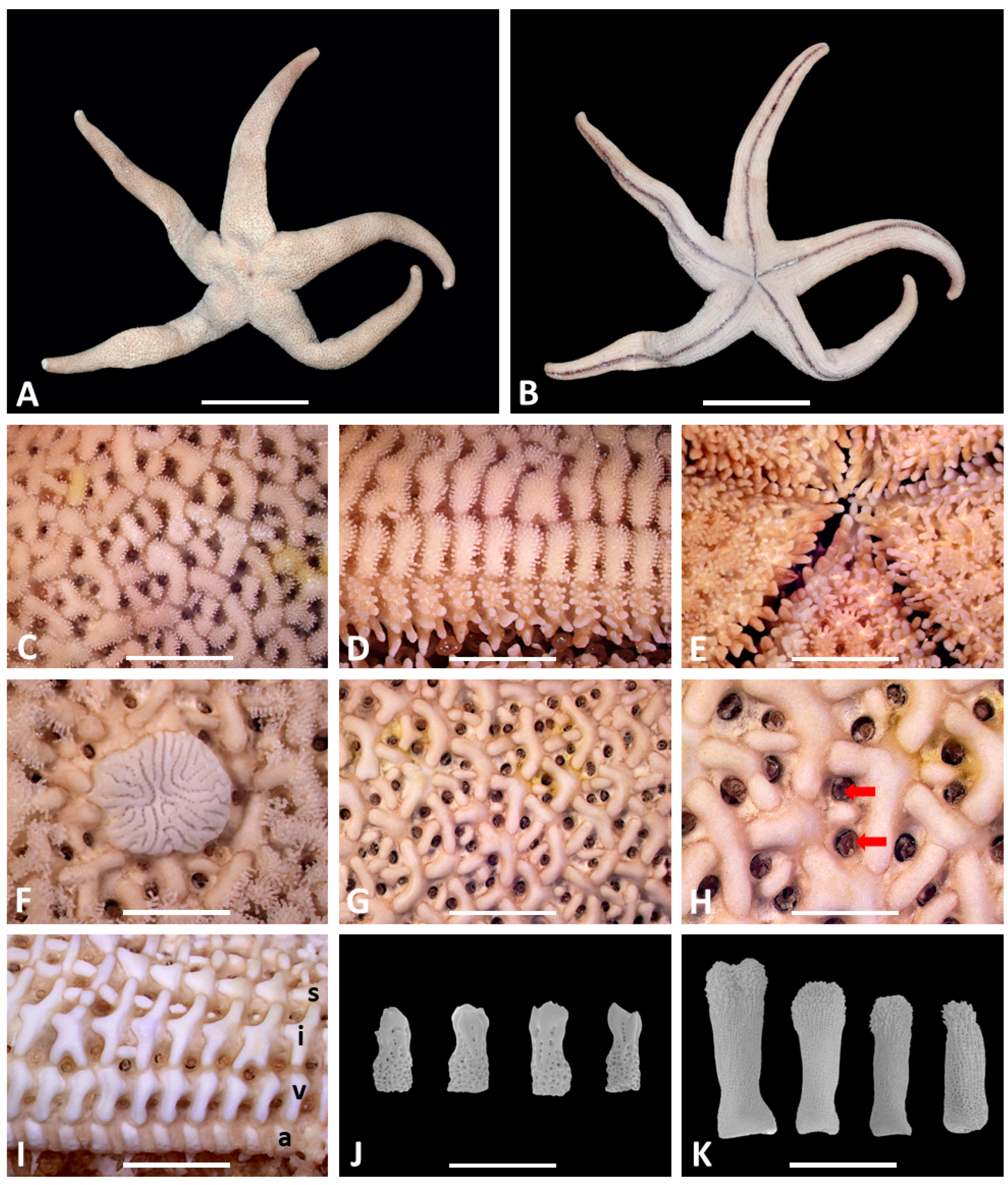 Taxonomy 03 00004 g001