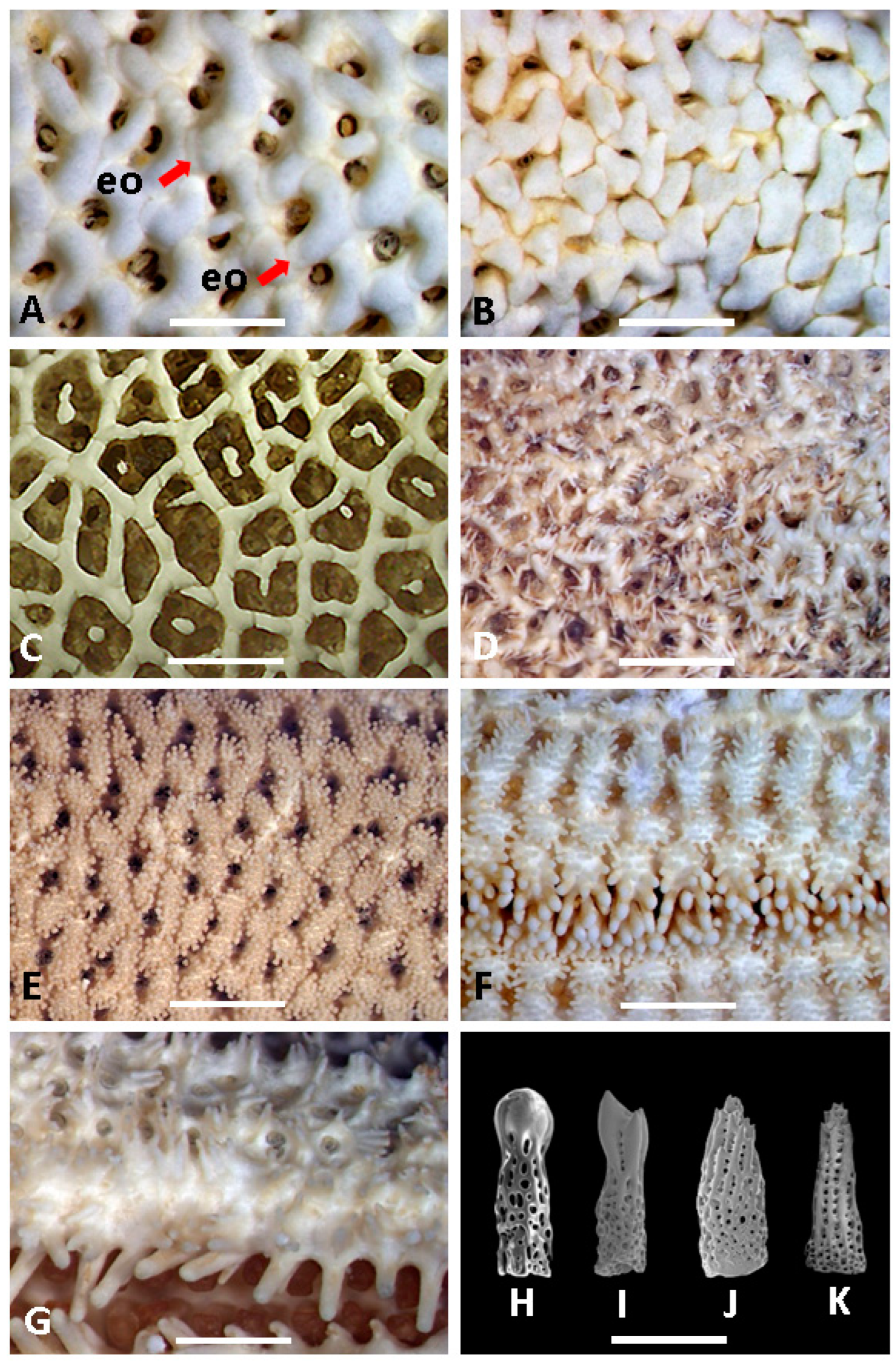 Taxonomy 03 00004 g002