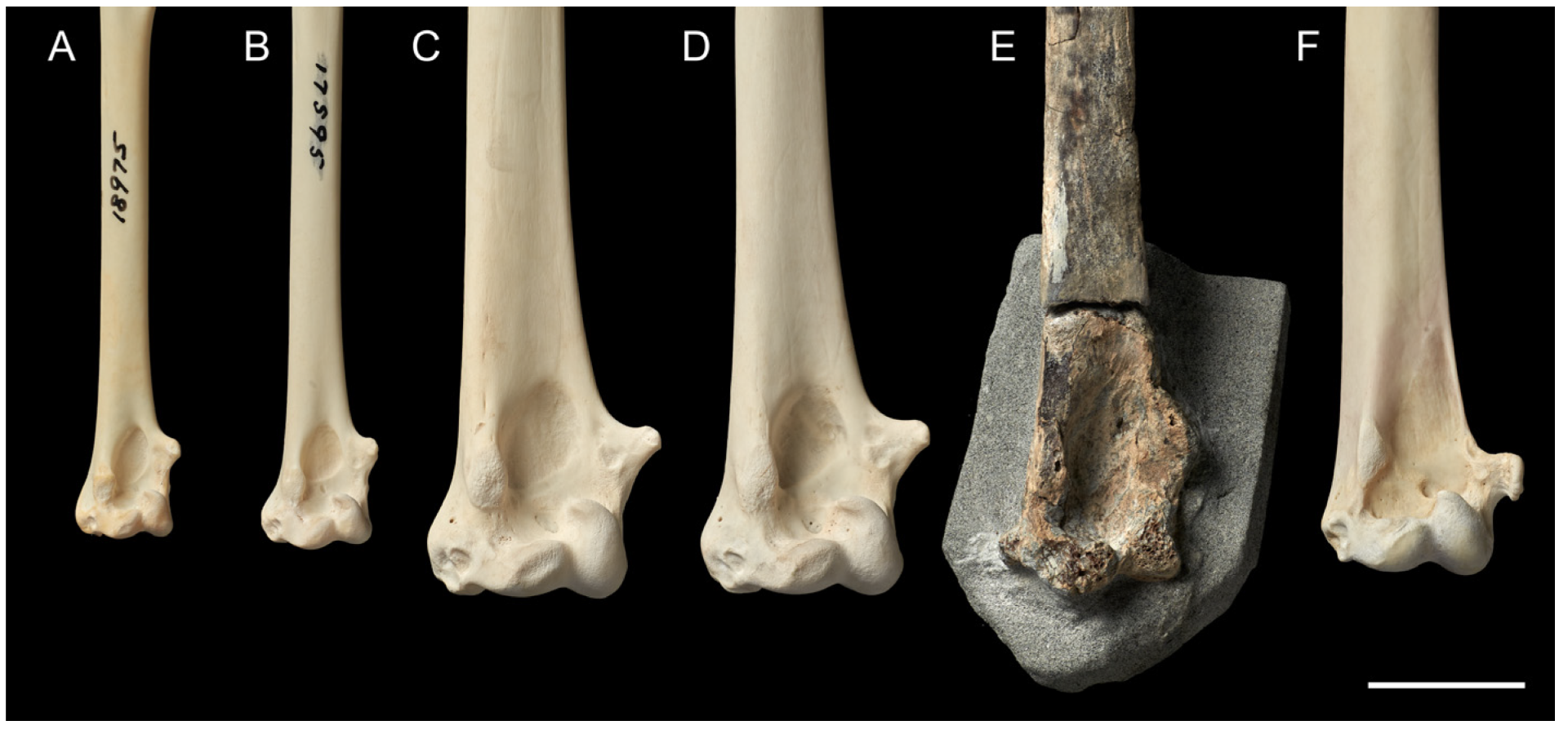 Taxonomy 03 00006 g004