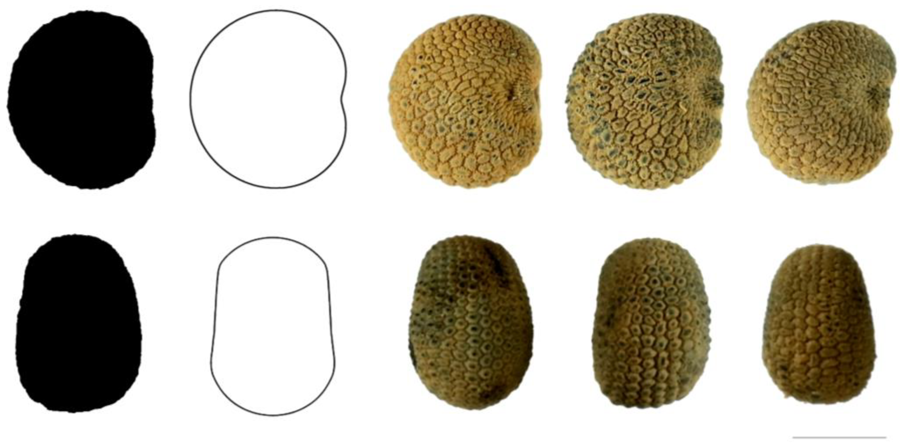 Taxonomy 03 00010 g005