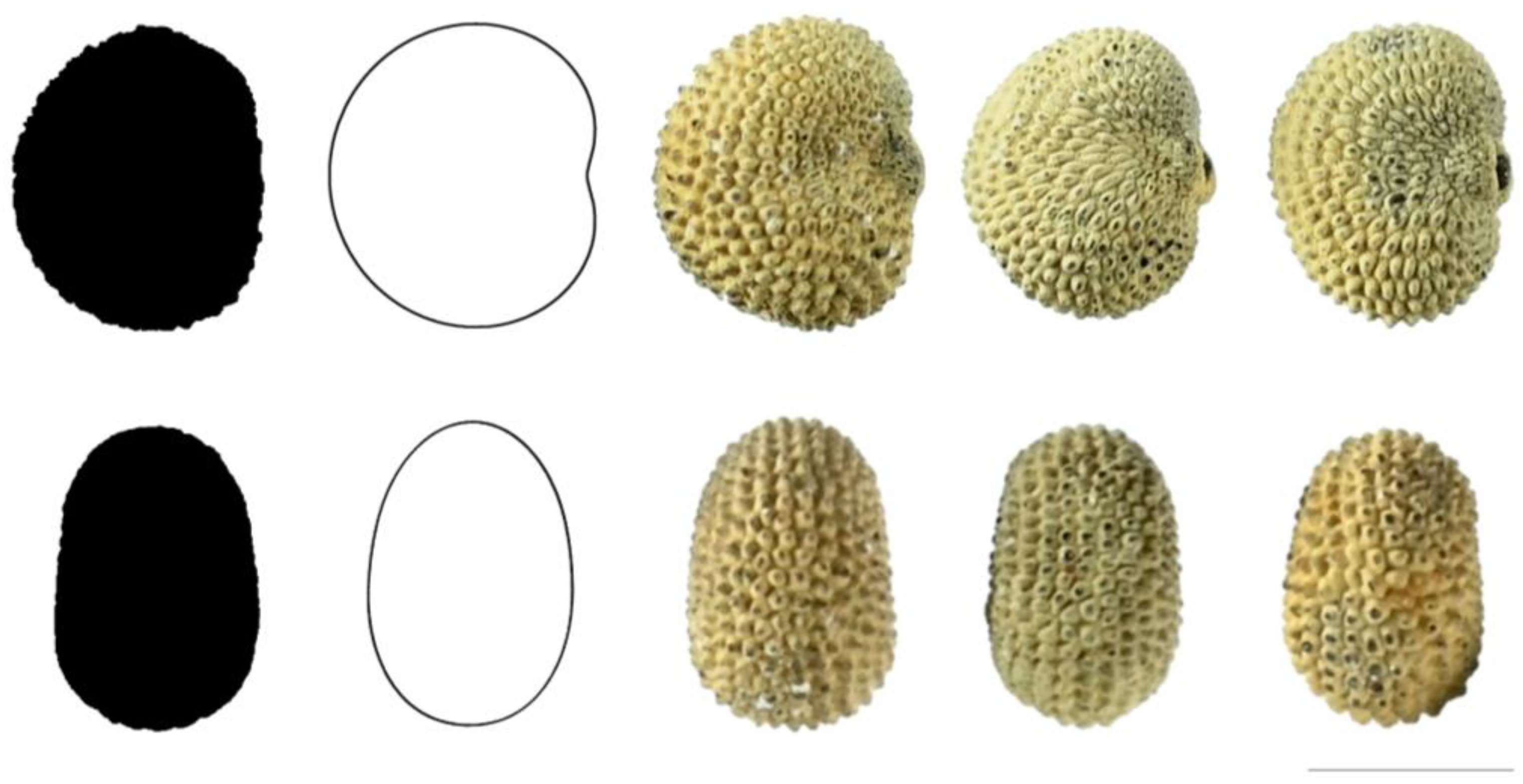 Taxonomy 03 00010 g006