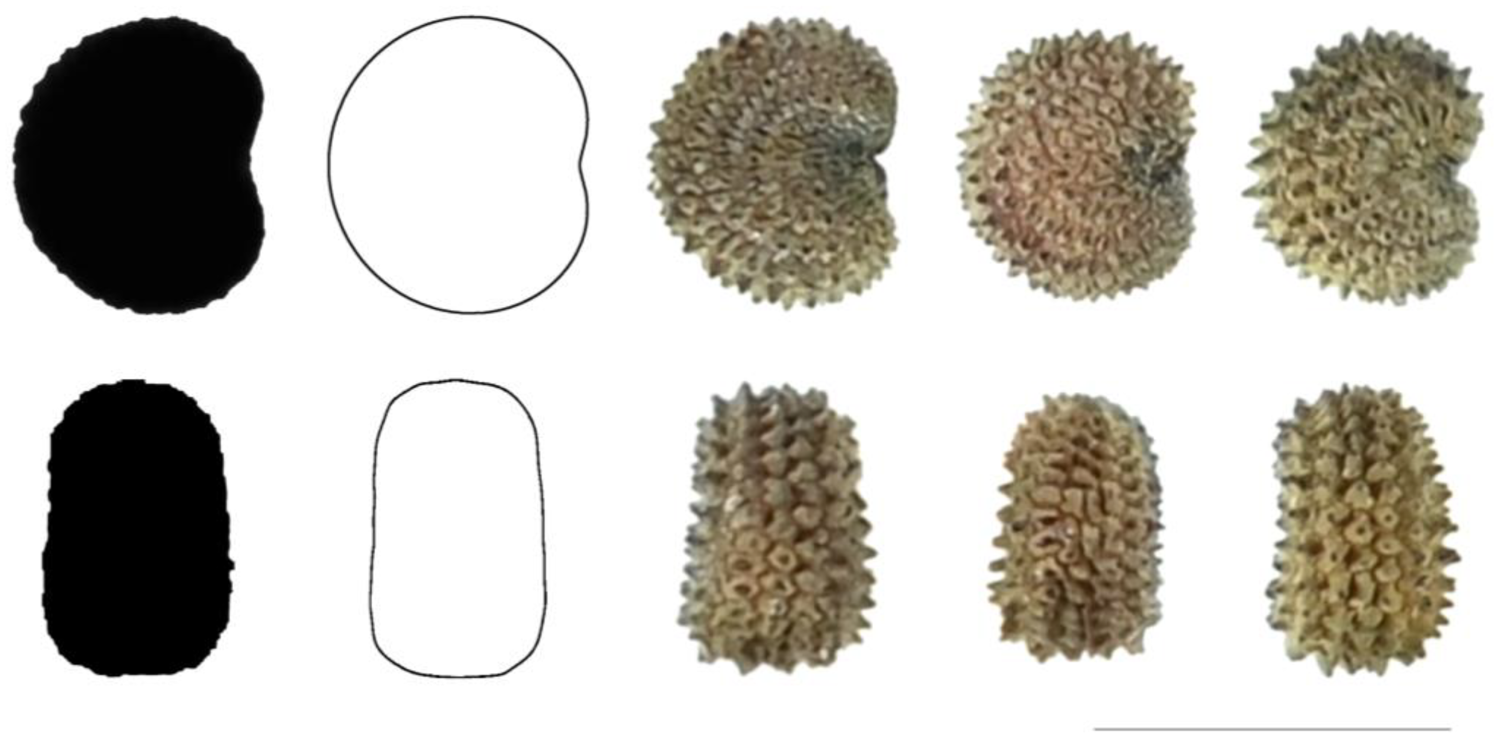 Taxonomy 03 00010 g007