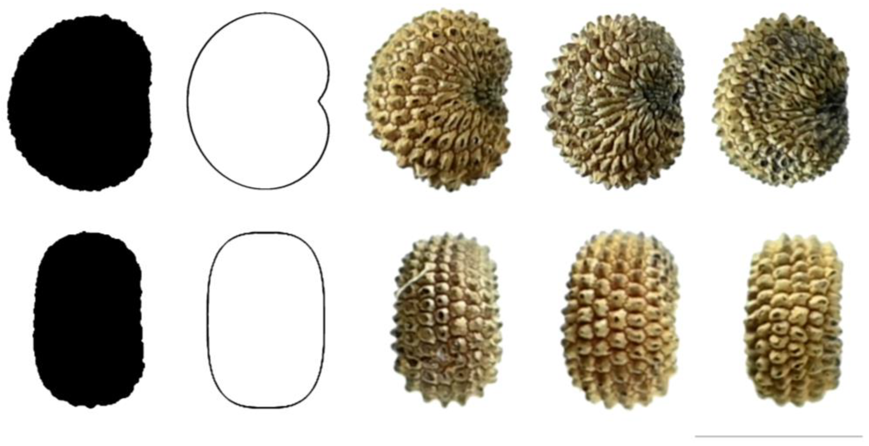 Taxonomy 03 00010 g008