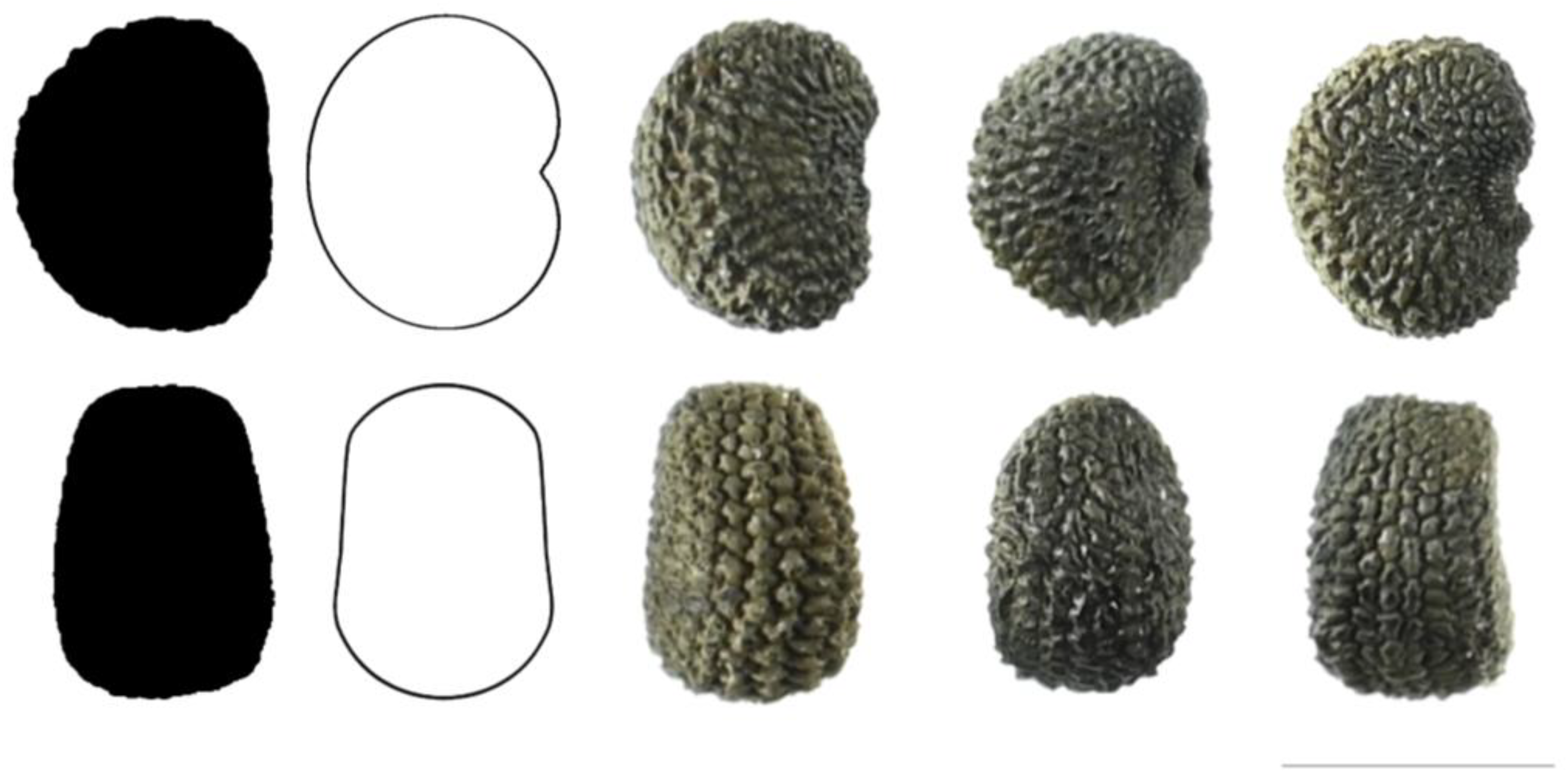 Taxonomy 03 00010 g009