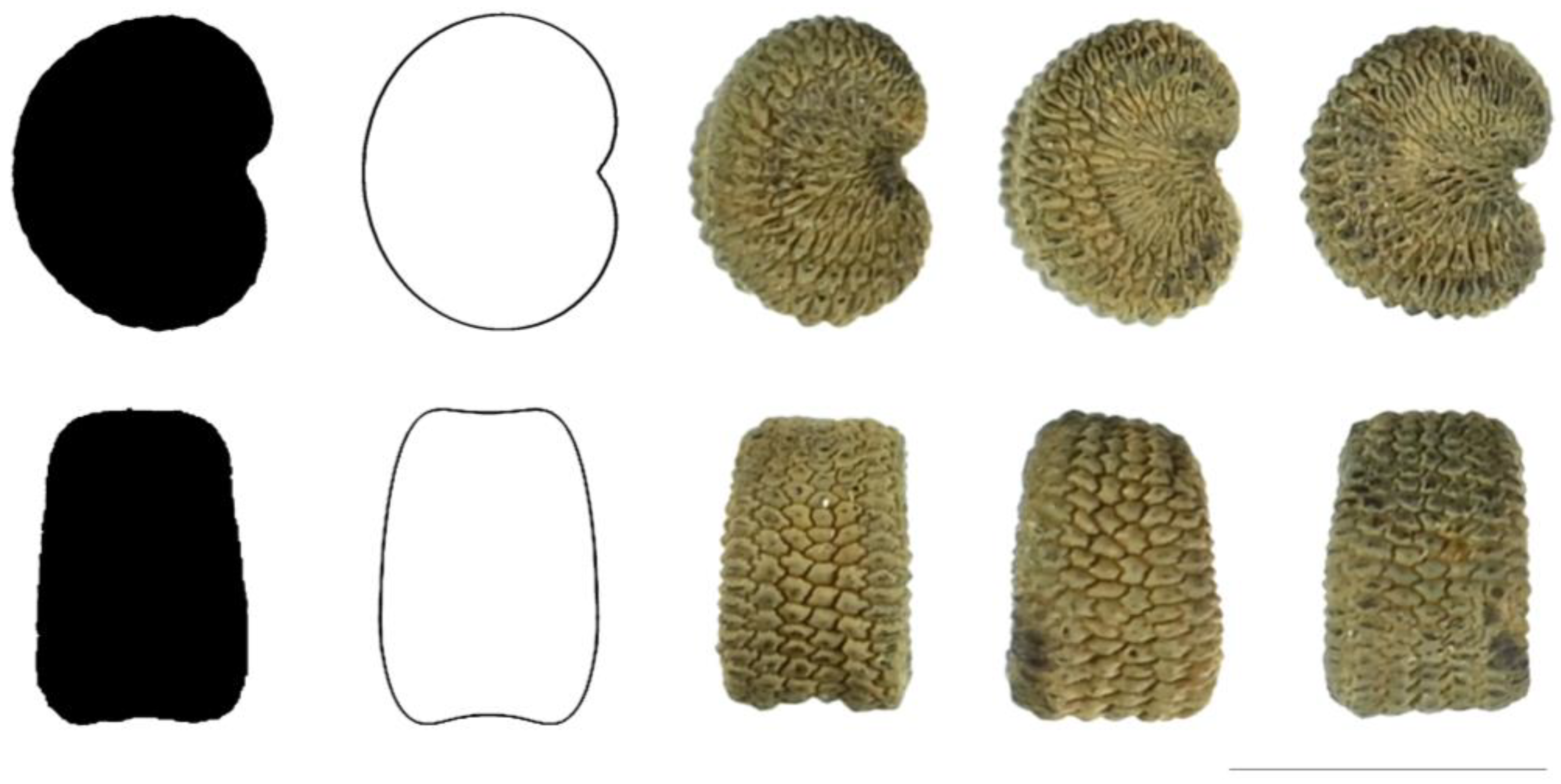 Taxonomy 03 00010 g011