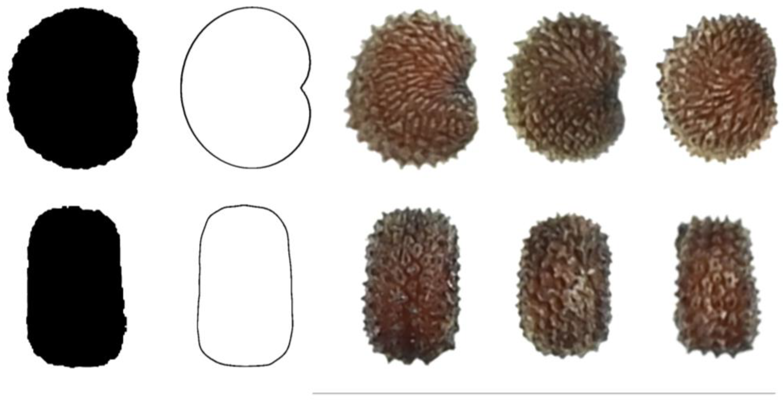 Taxonomy 03 00010 g012