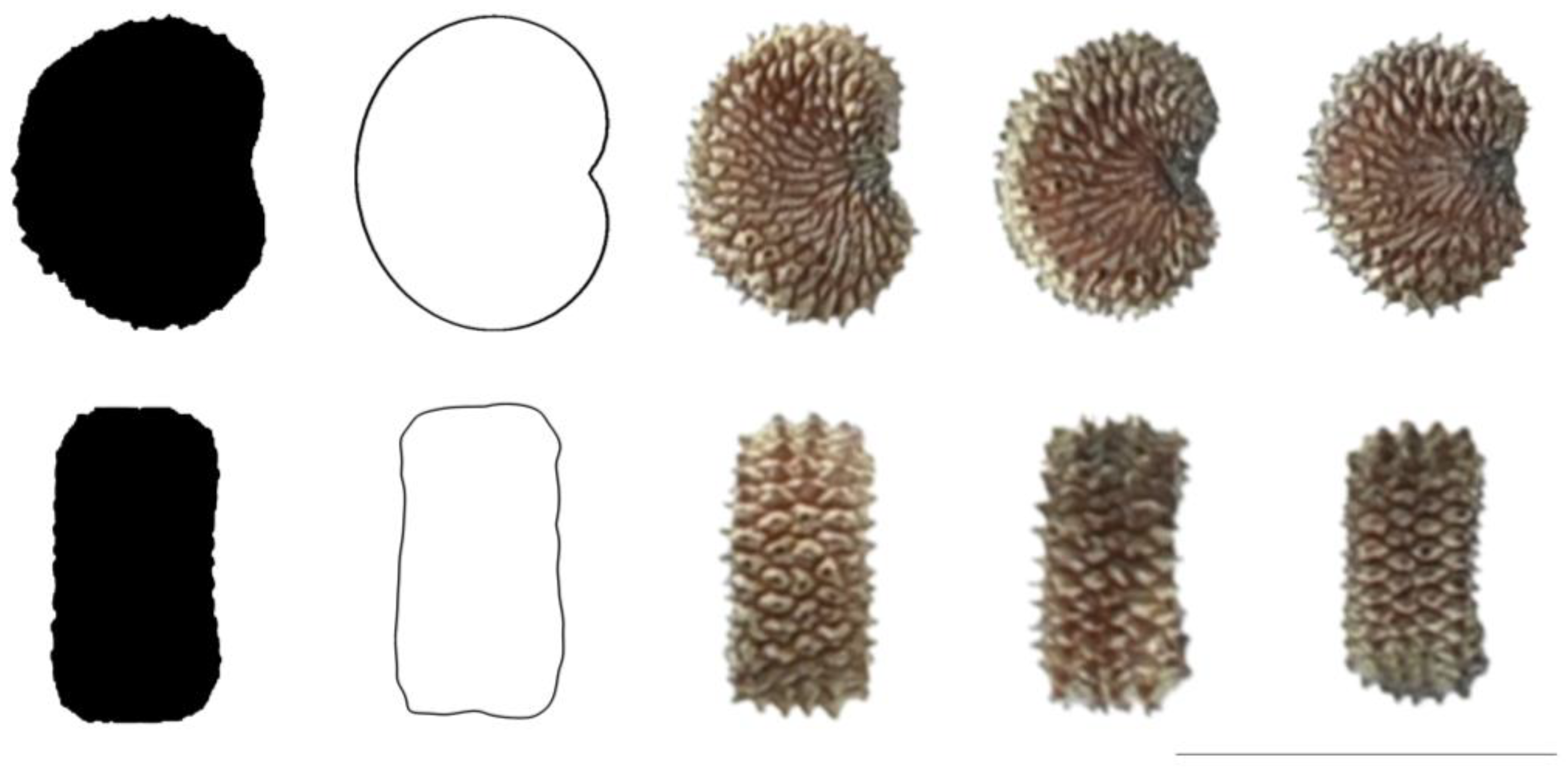 Taxonomy 03 00010 g013