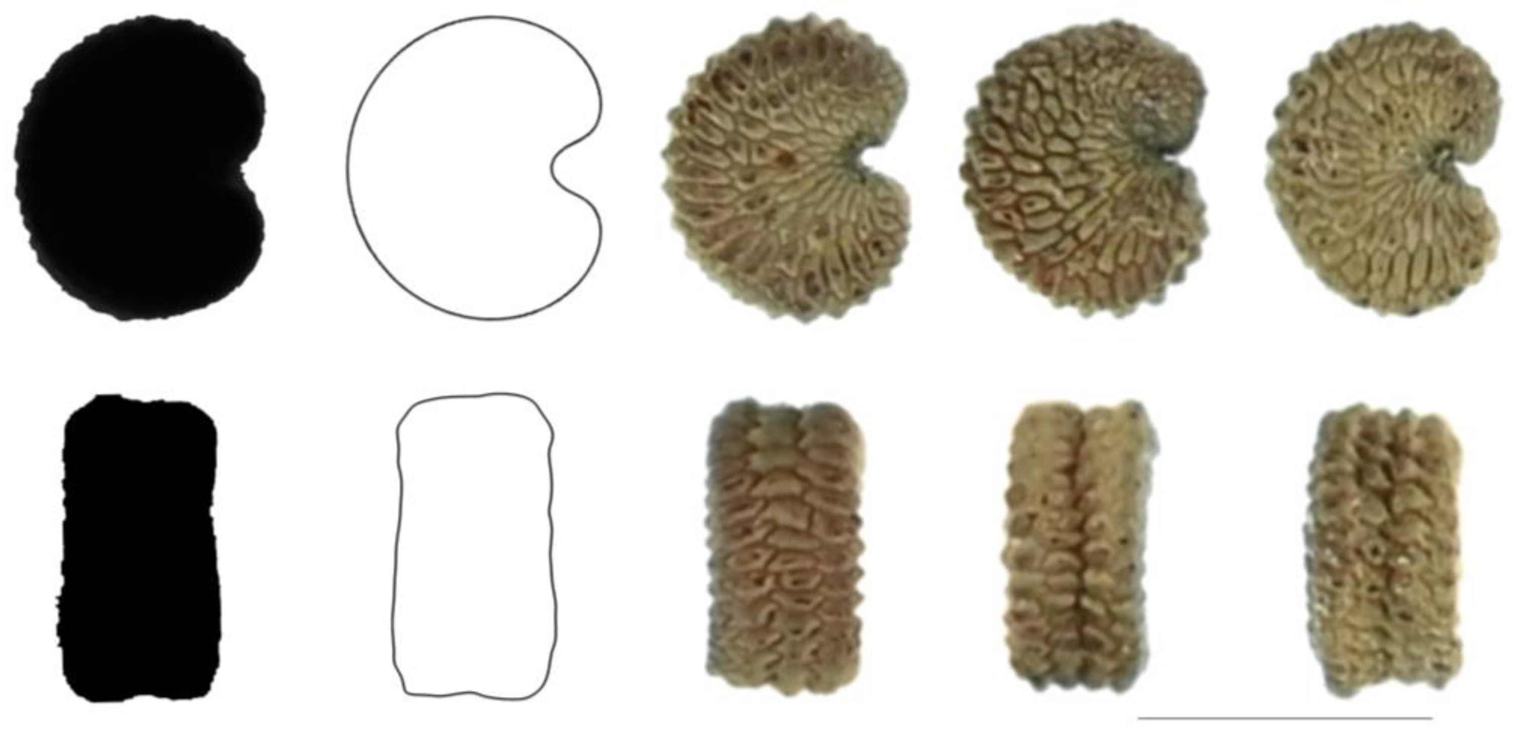 Taxonomy 03 00010 g015