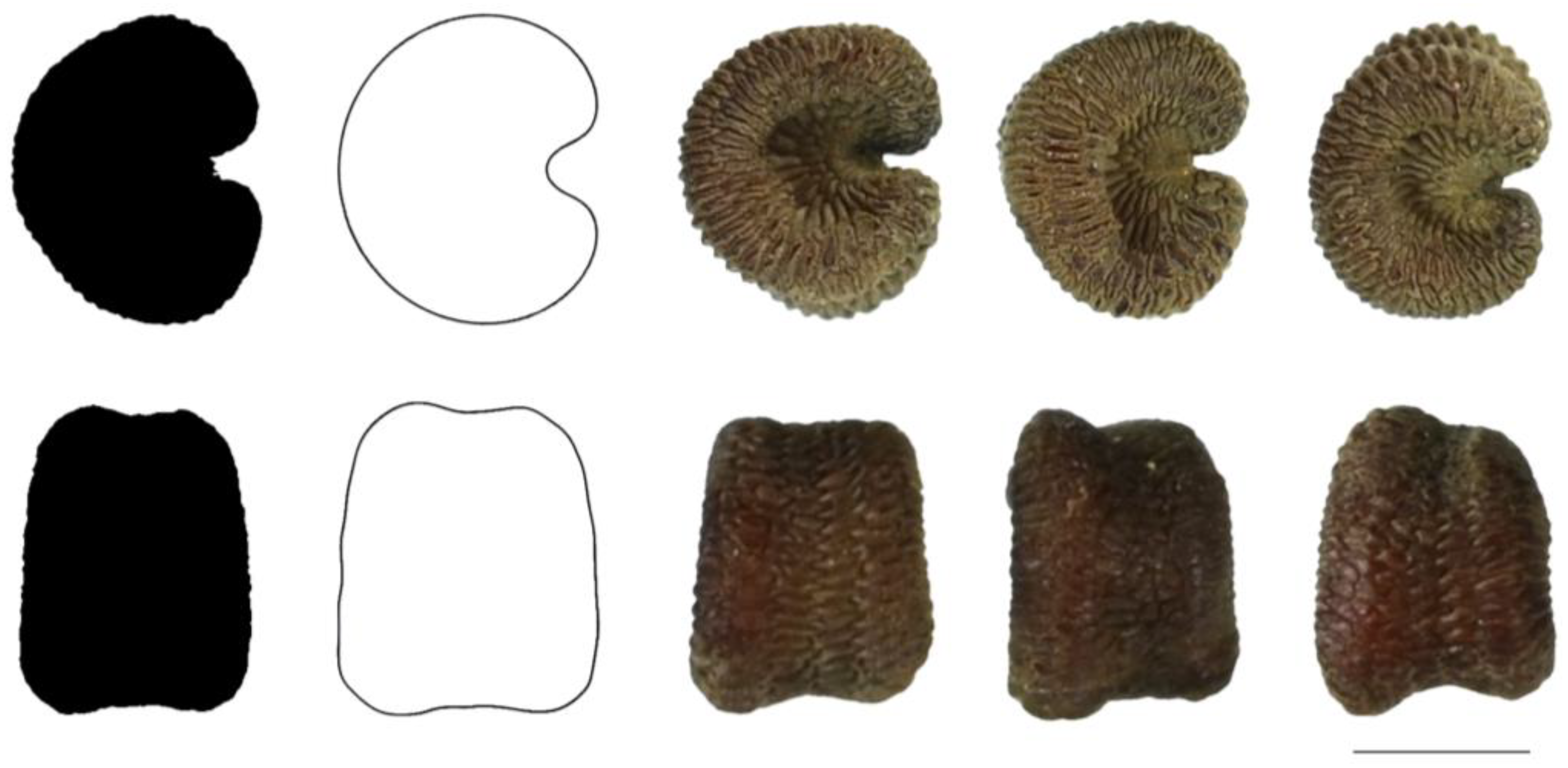 Taxonomy 03 00010 g016