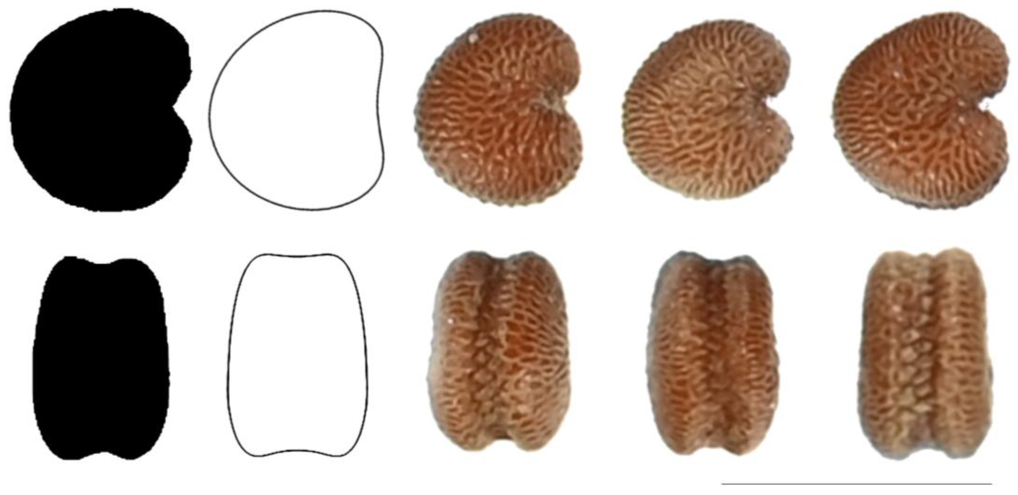 Taxonomy 03 00010 g018