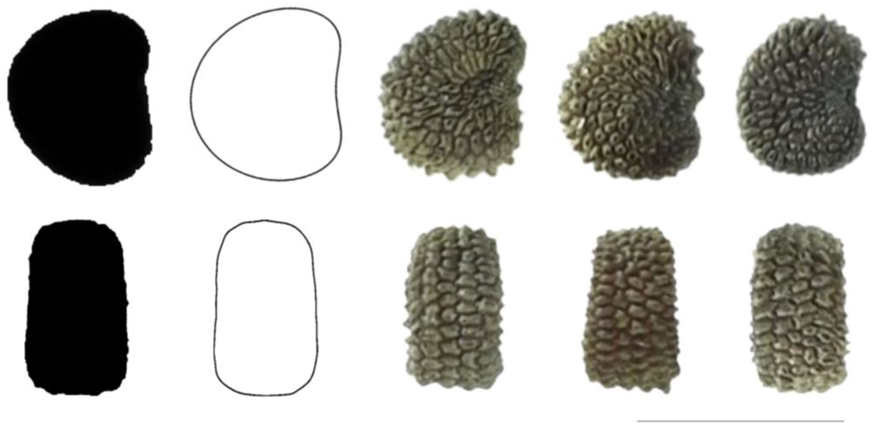 Taxonomy 03 00010 g019