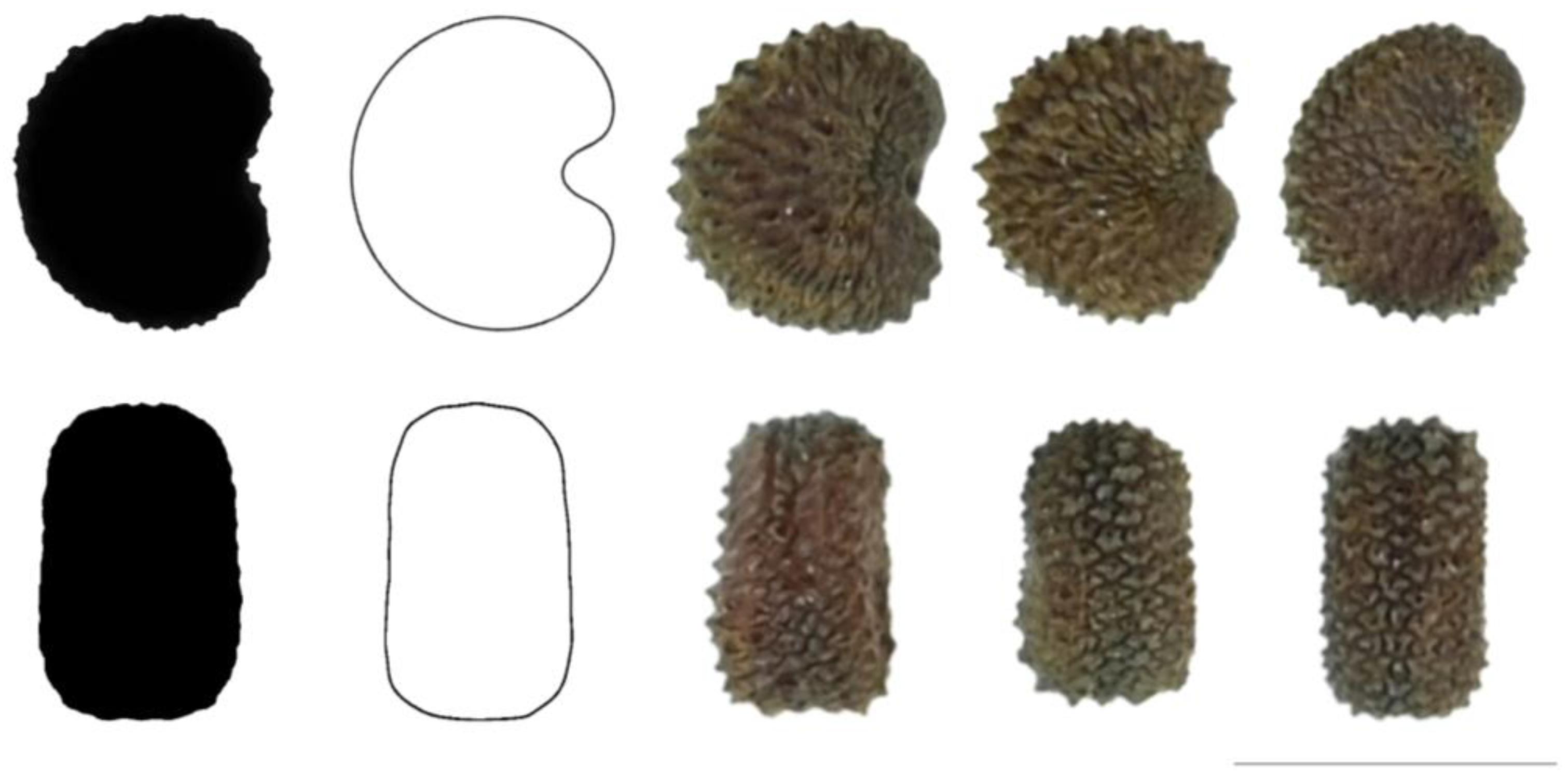 Taxonomy 03 00010 g020