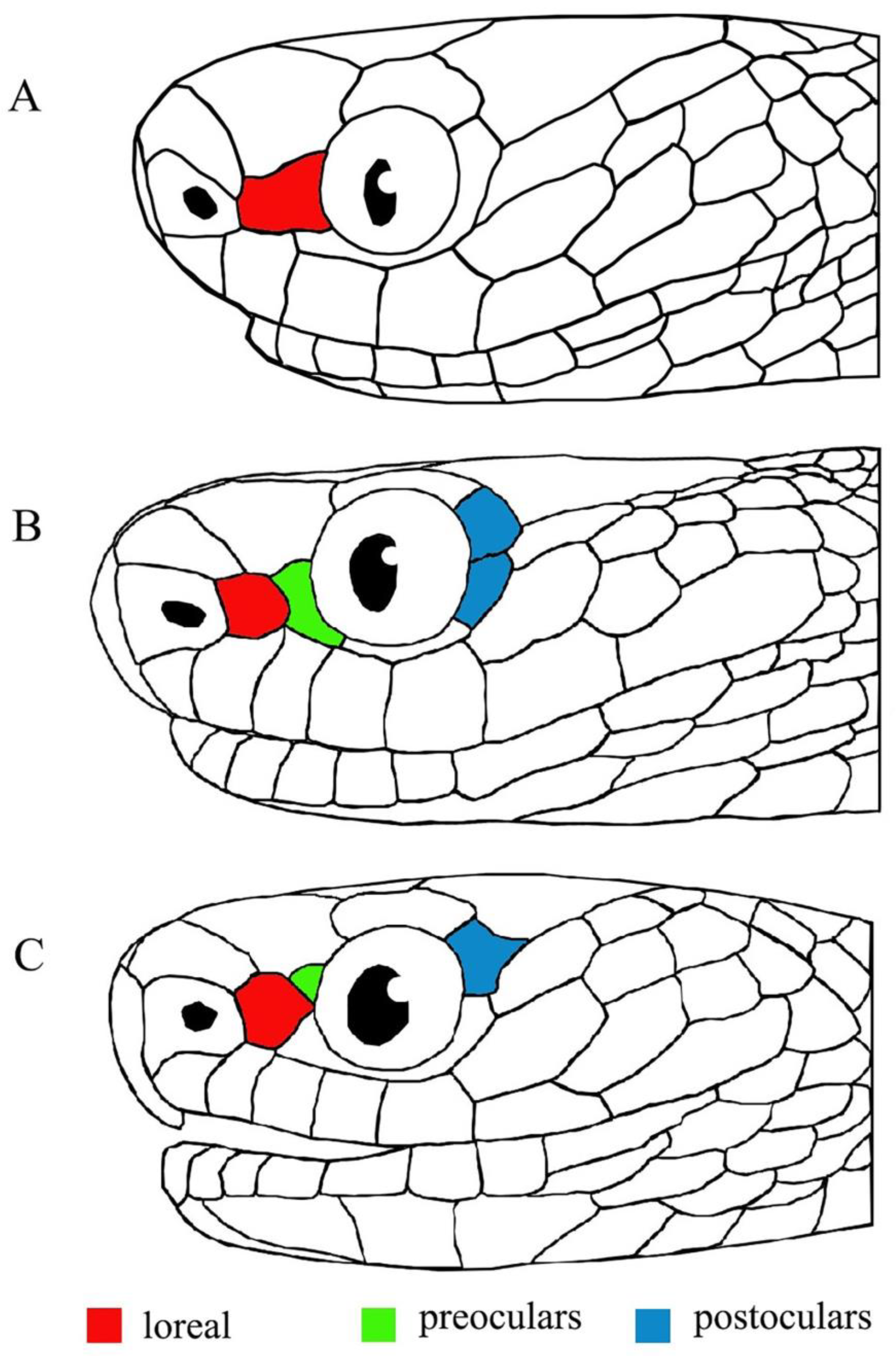 Taxonomy 03 00013 g006
