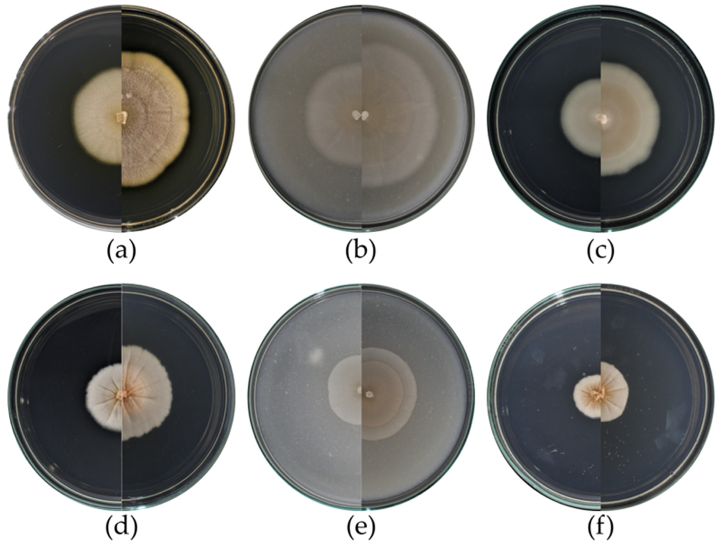 Taxonomy 03 00014 g002