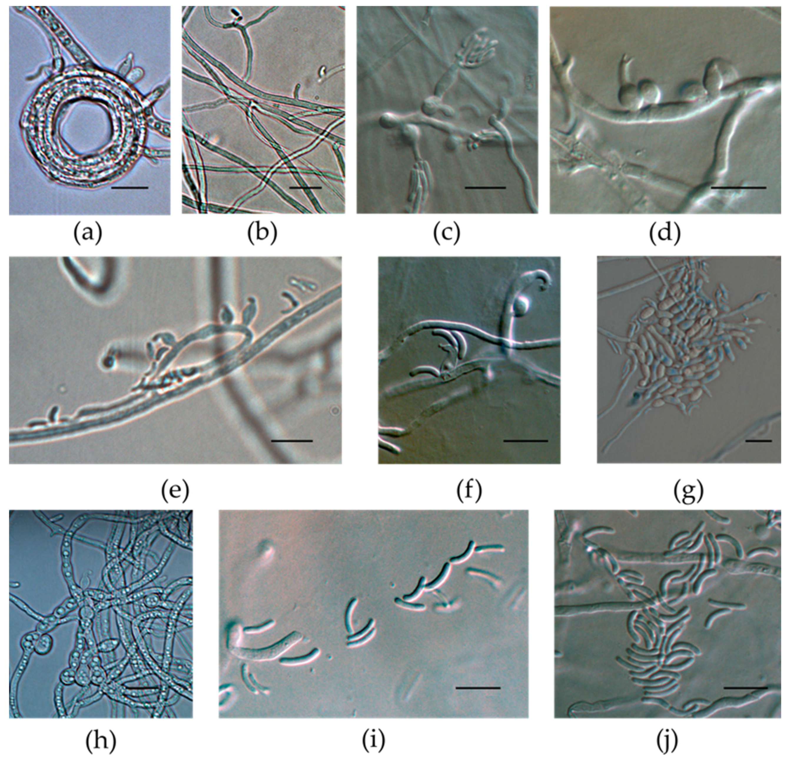 Taxonomy 03 00014 g003