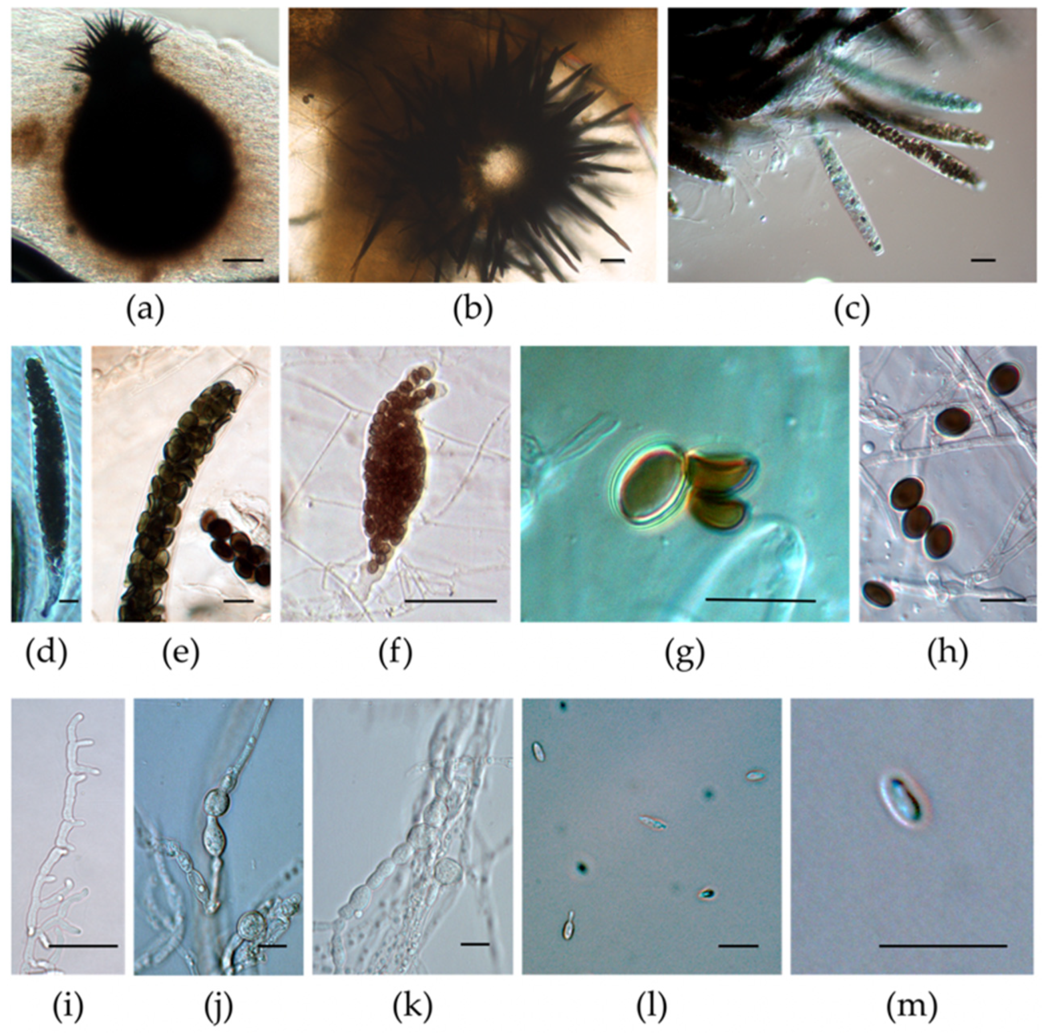 Taxonomy 03 00014 g004