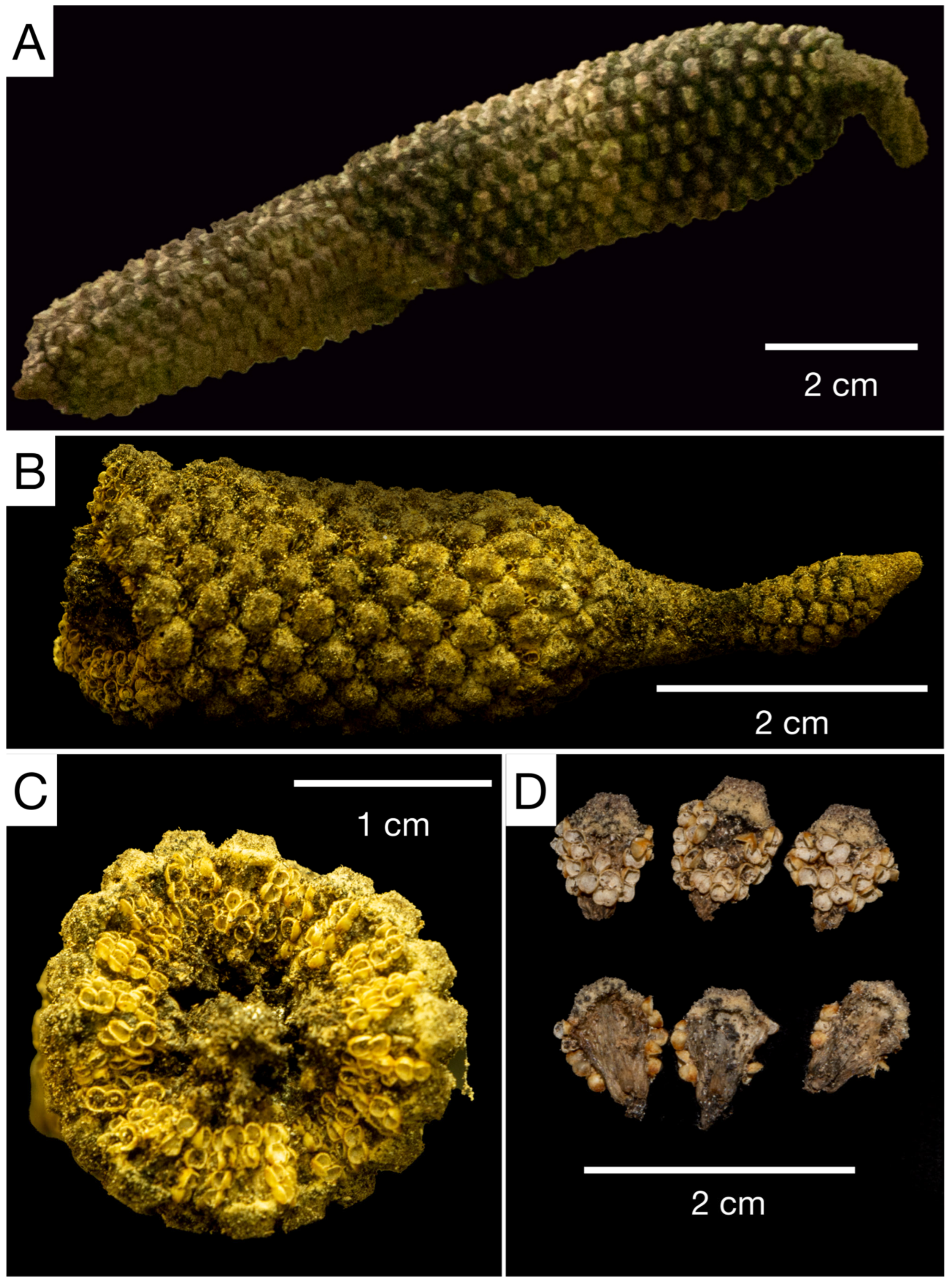 Taxonomy 03 00017 g007
