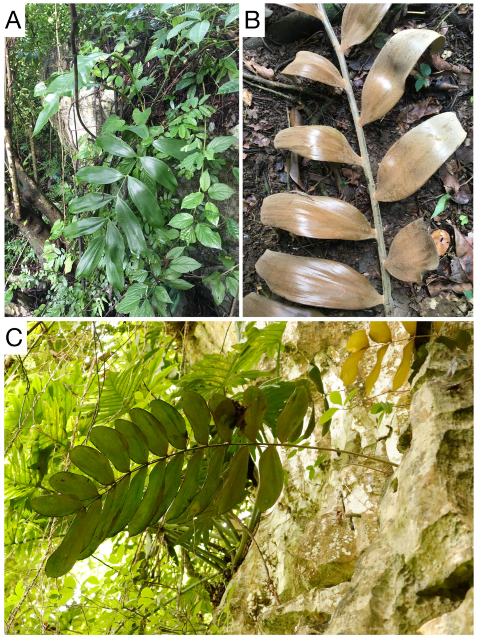 Taxonomy 03 00017 g010