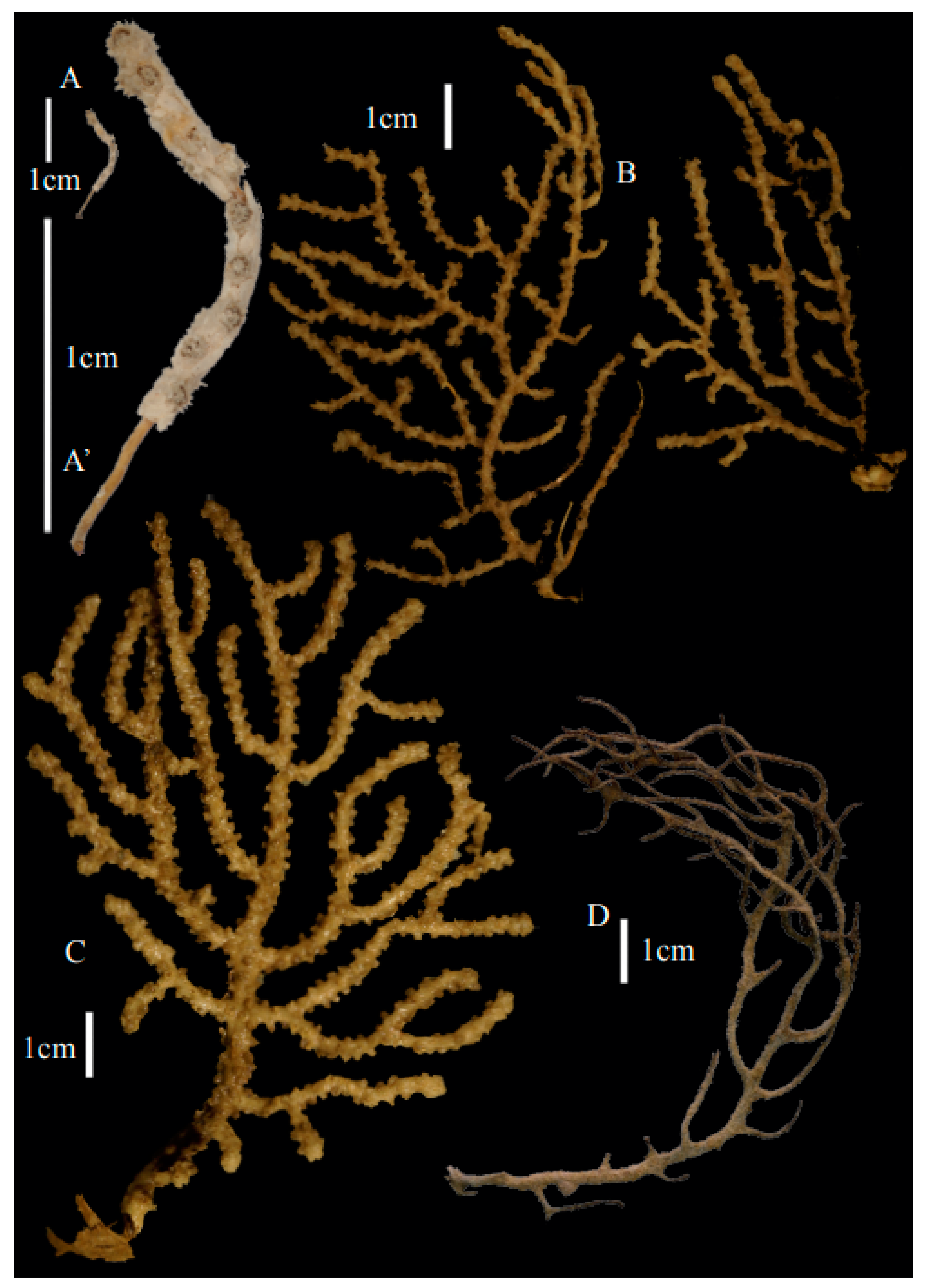 Taxonomy 03 00018 g001