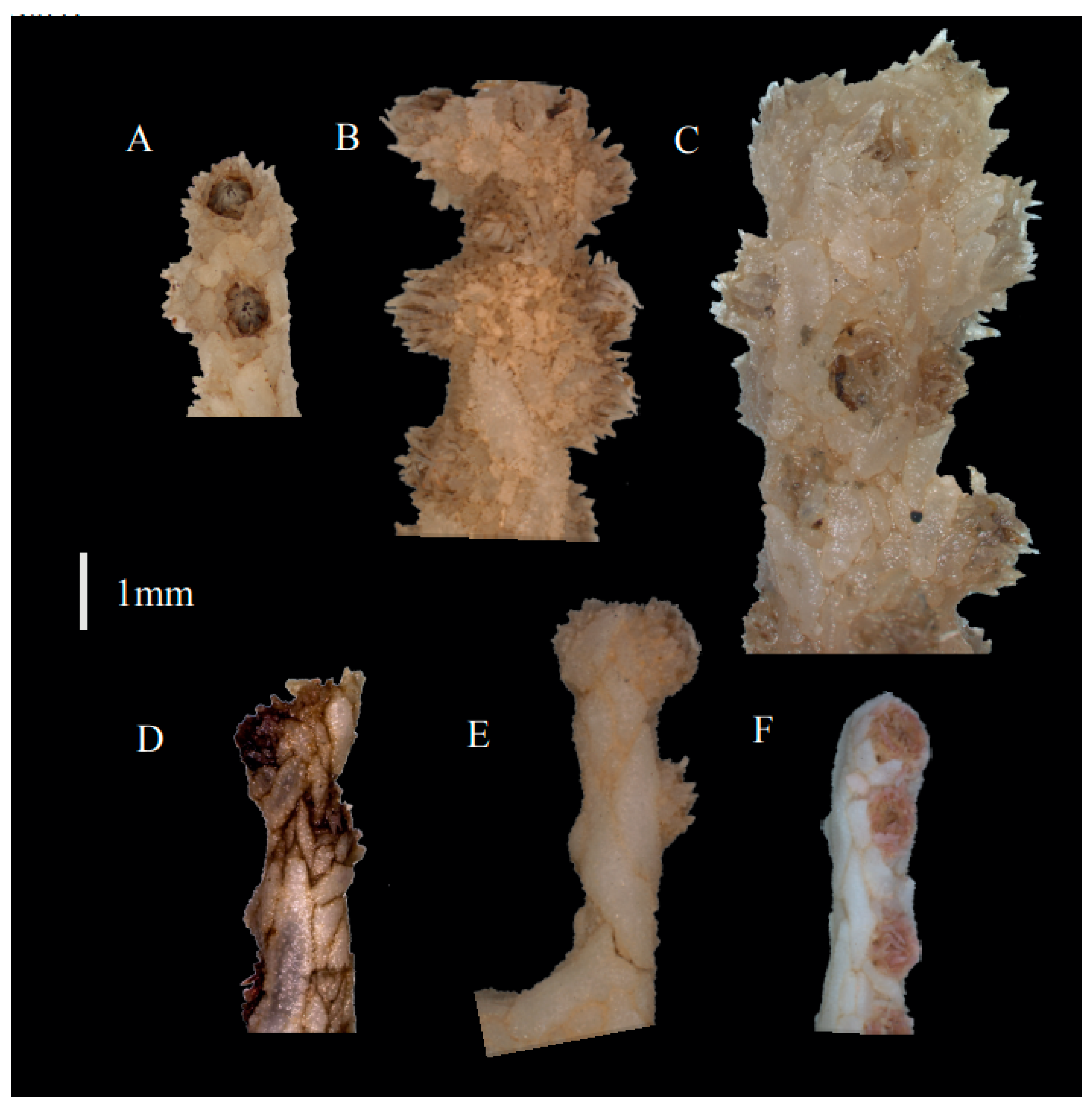 Taxonomy 03 00018 g002