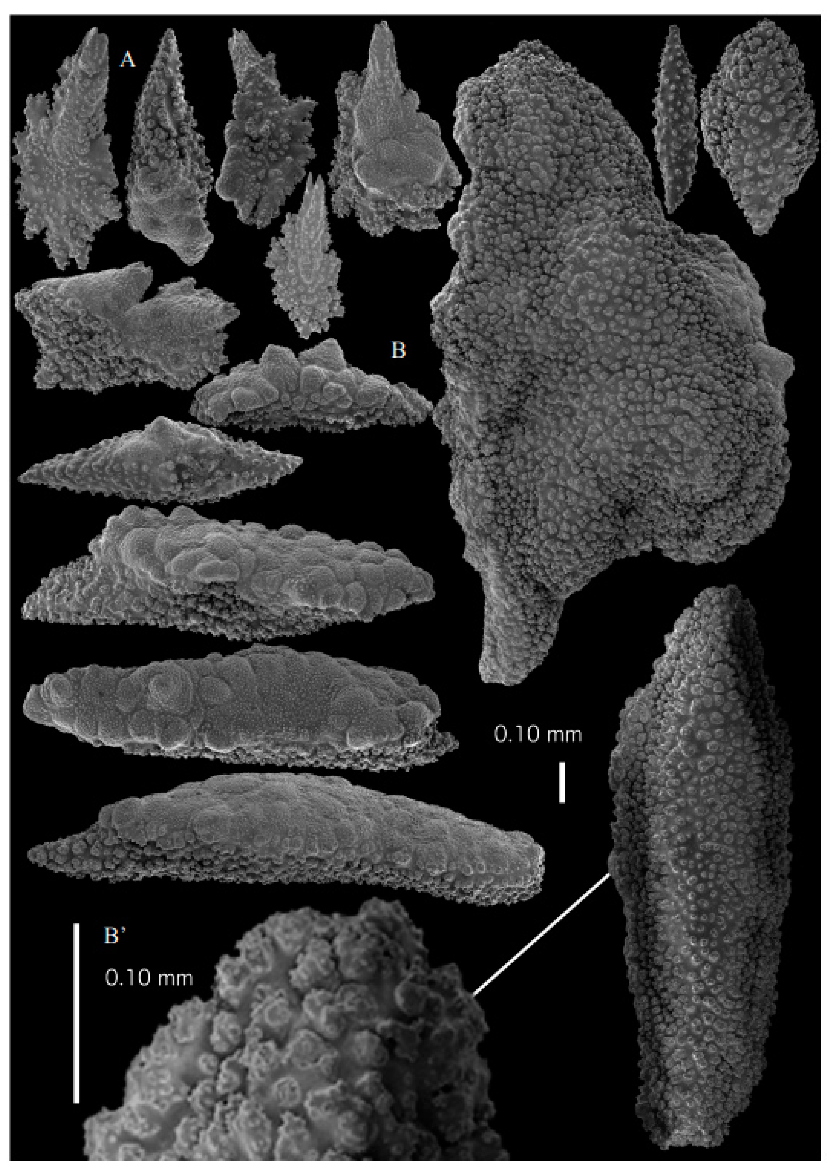 Taxonomy 03 00018 g004