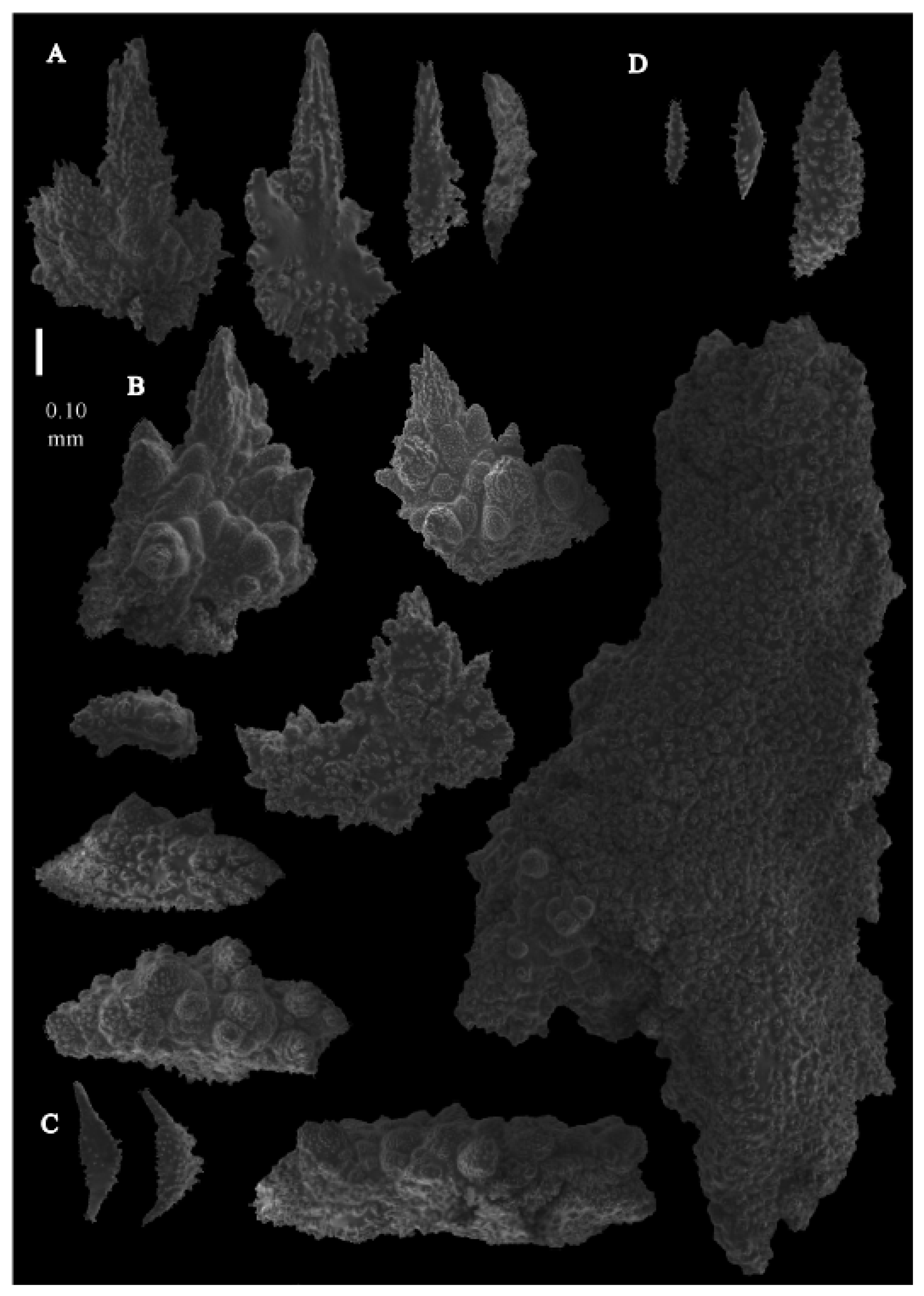 Taxonomy 03 00018 g006