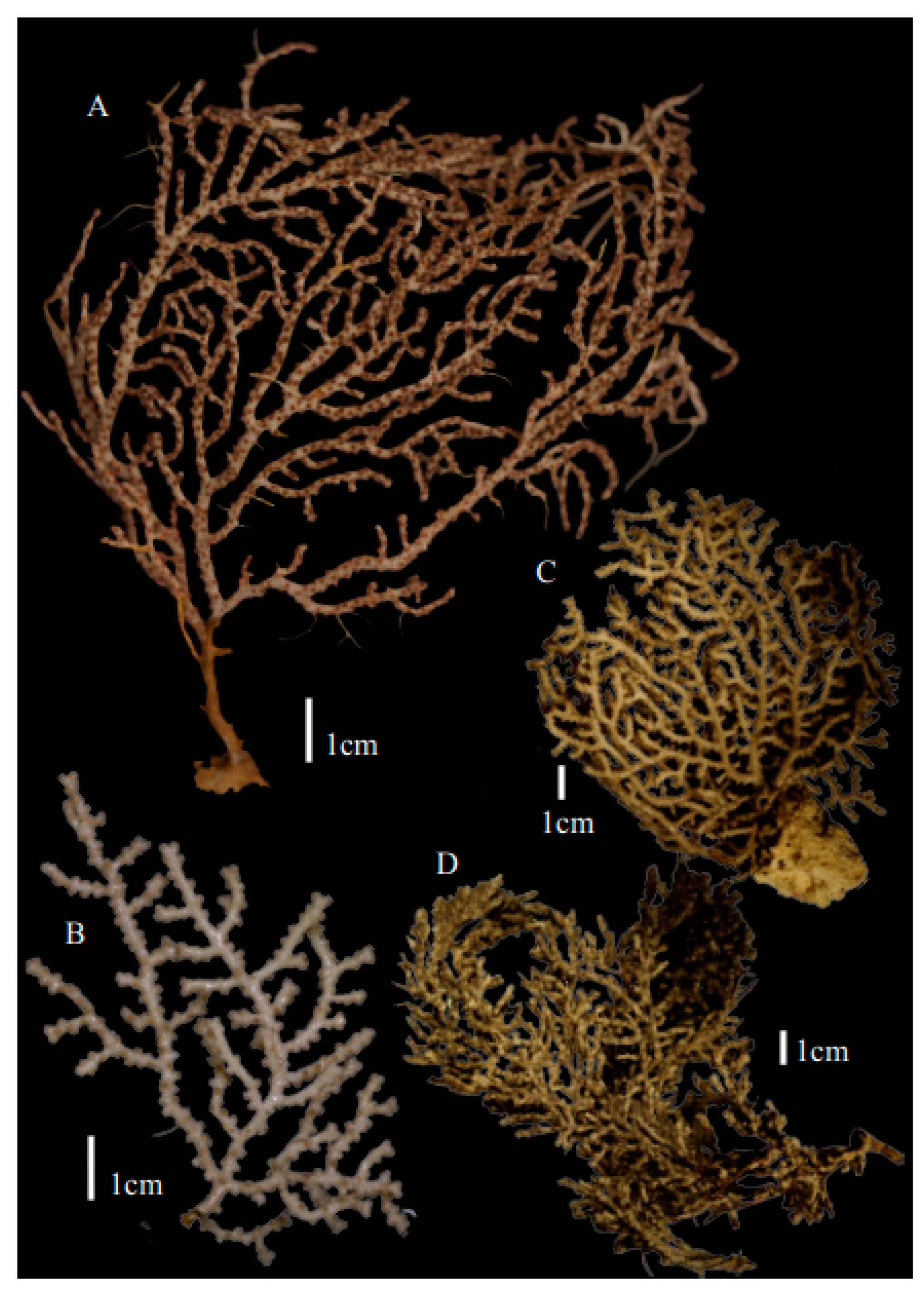 Taxonomy 03 00018 g007
