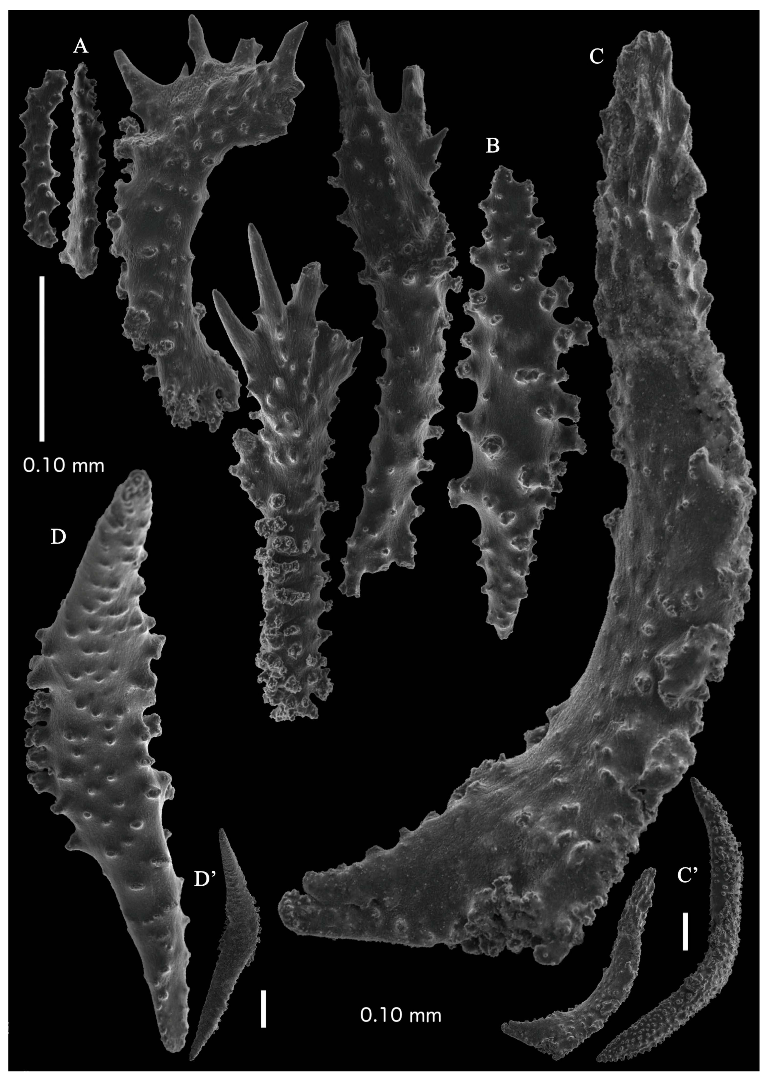 Taxonomy 03 00018 g010
