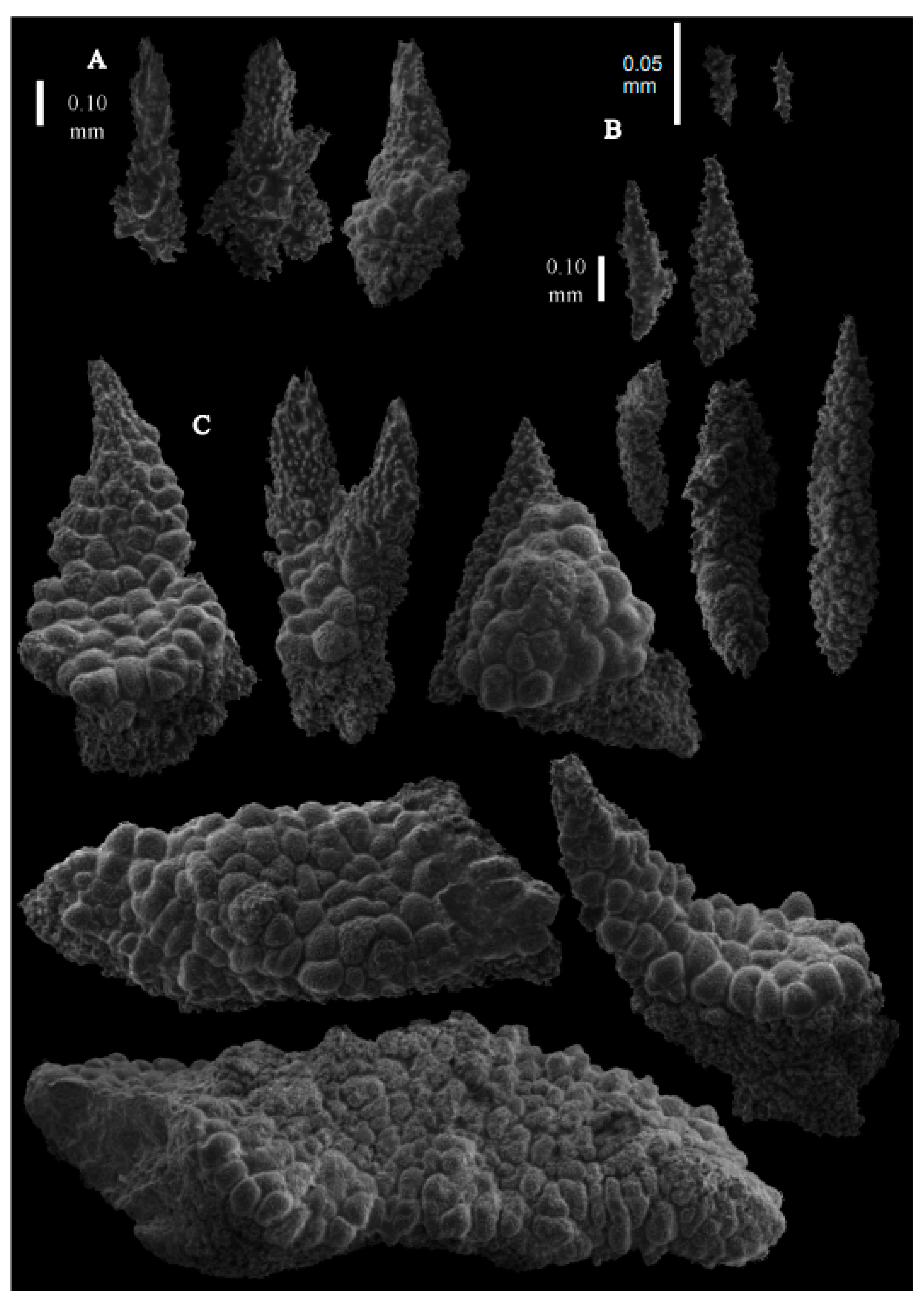Taxonomy 03 00018 g011