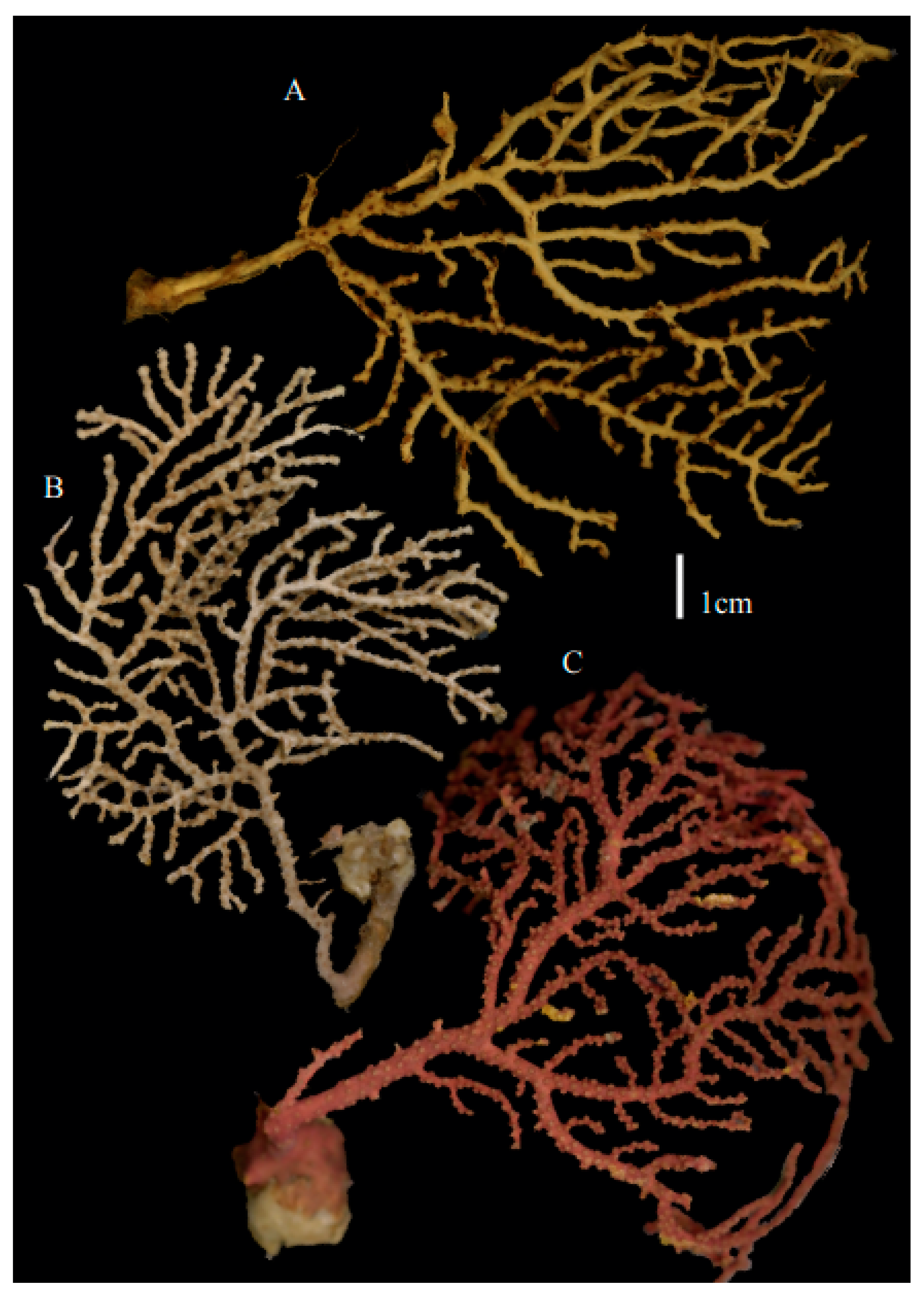 Taxonomy 03 00018 g014