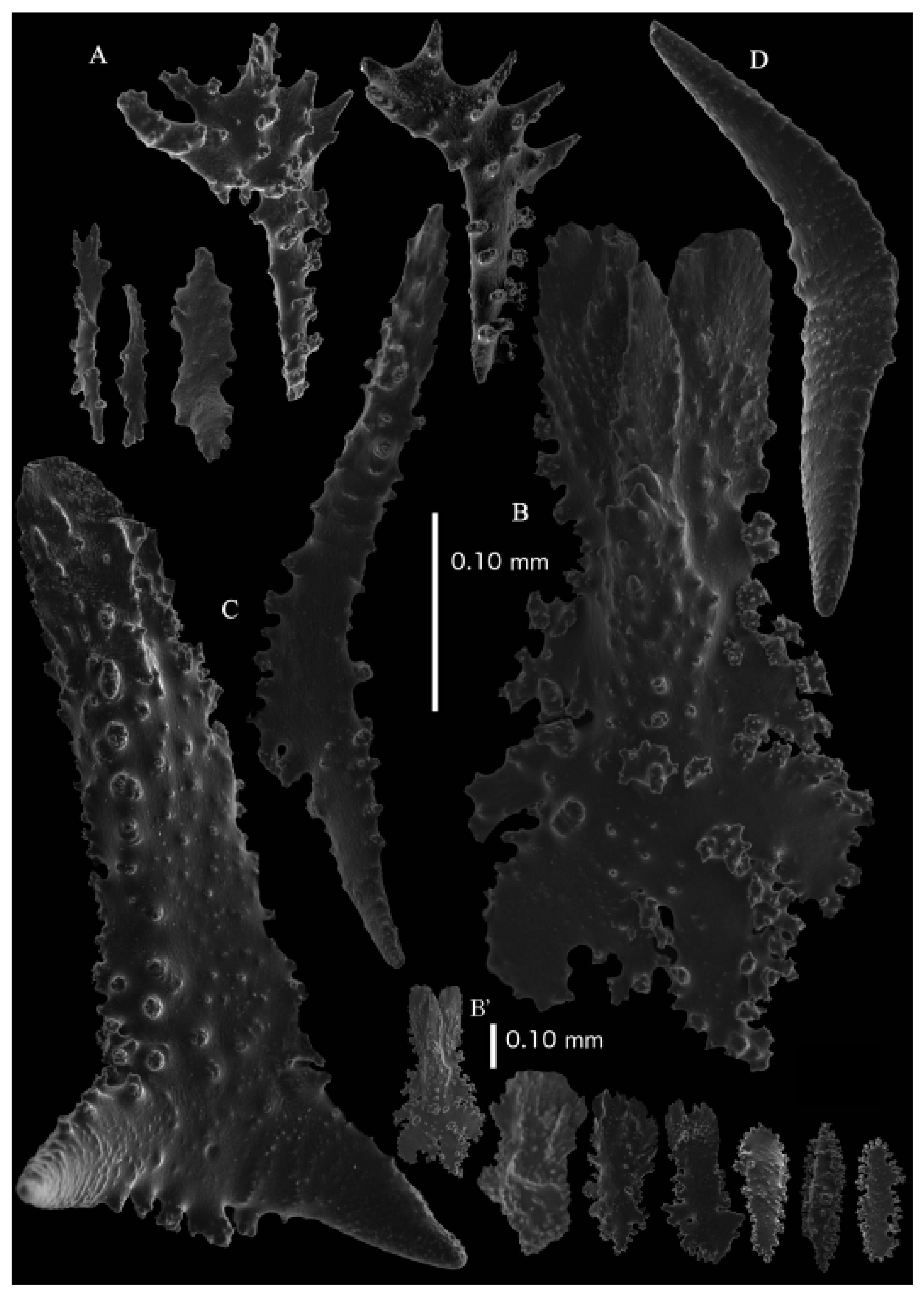 Taxonomy 03 00018 g015