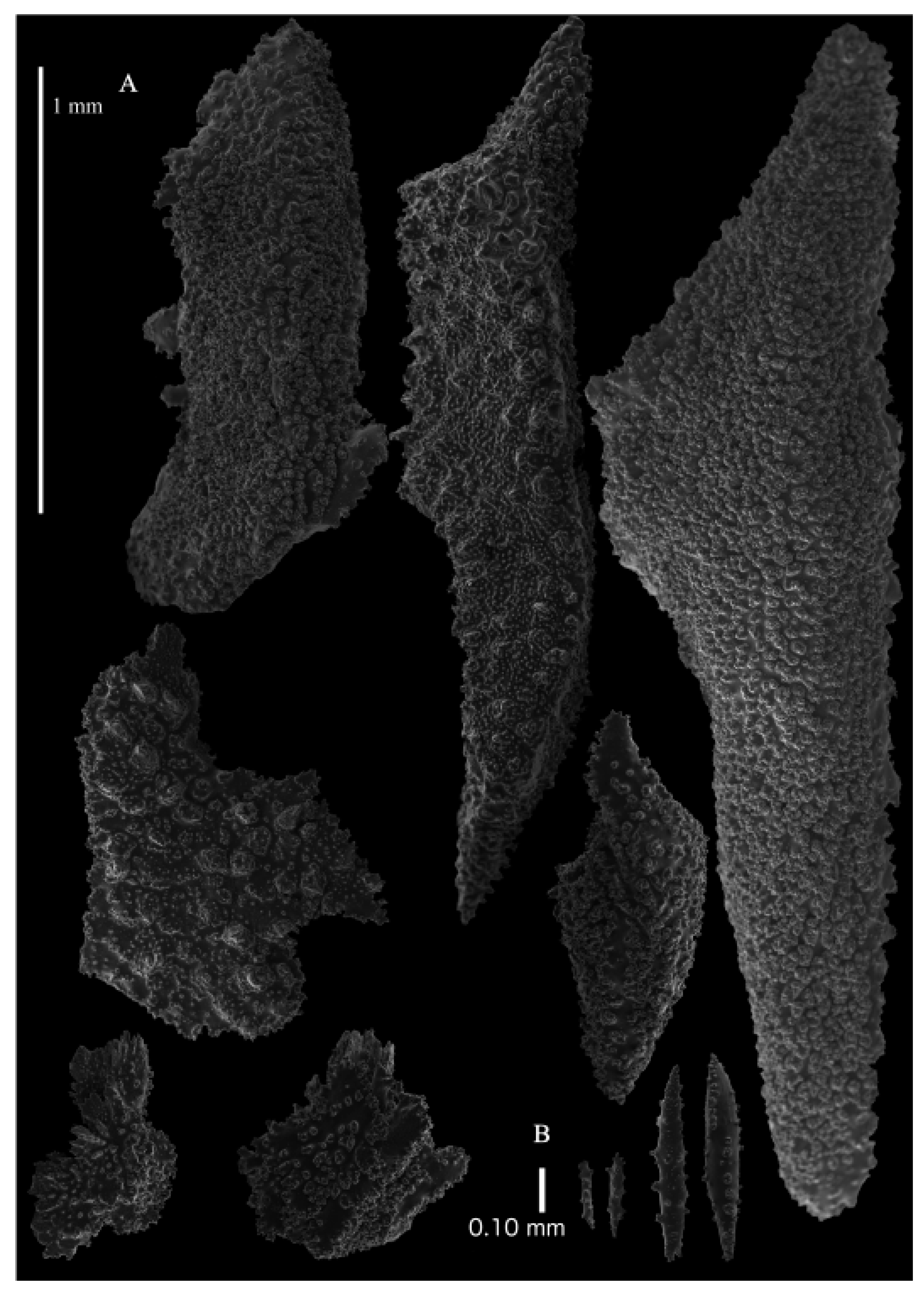 Taxonomy 03 00018 g016