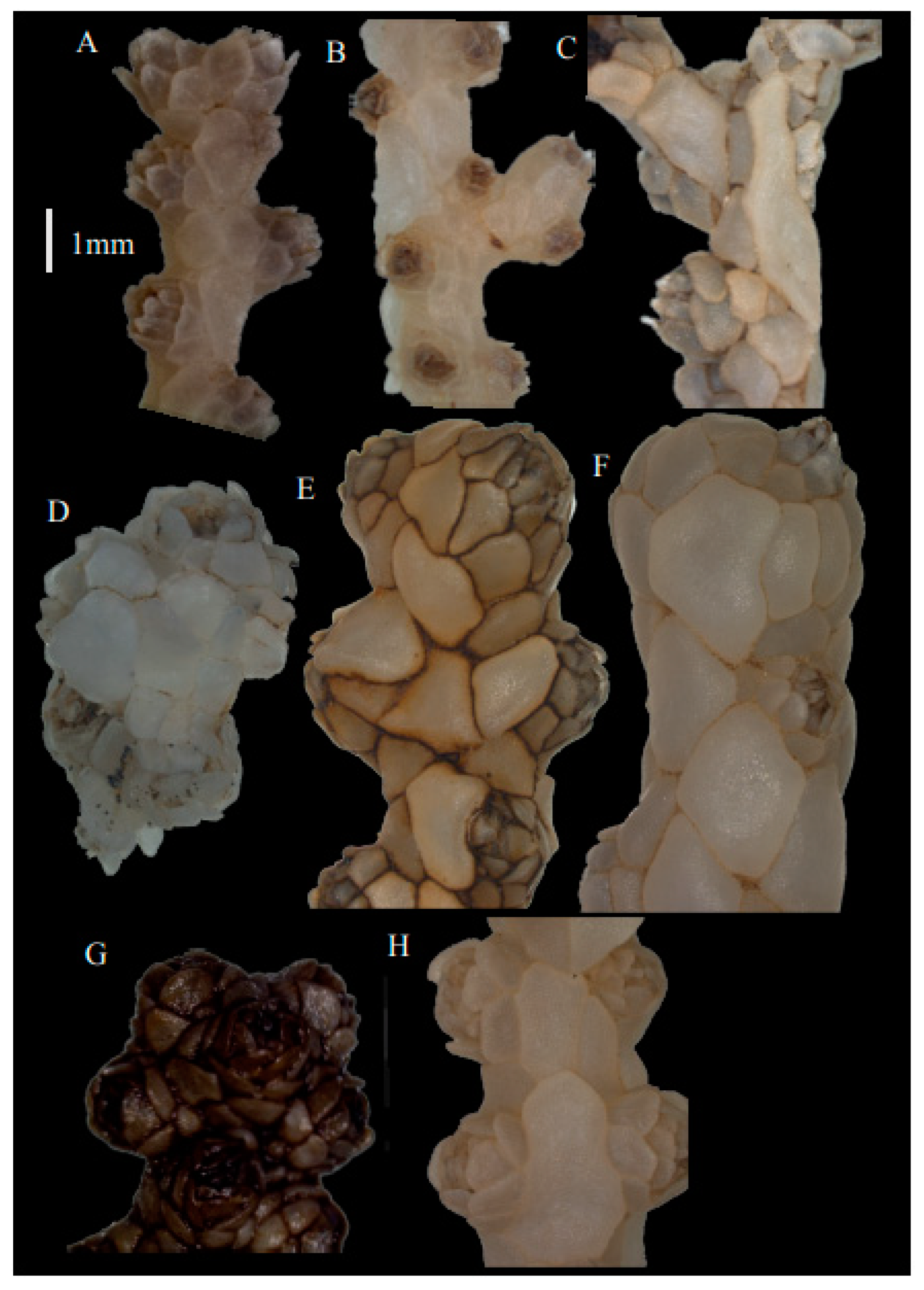 Taxonomy 03 00018 g019