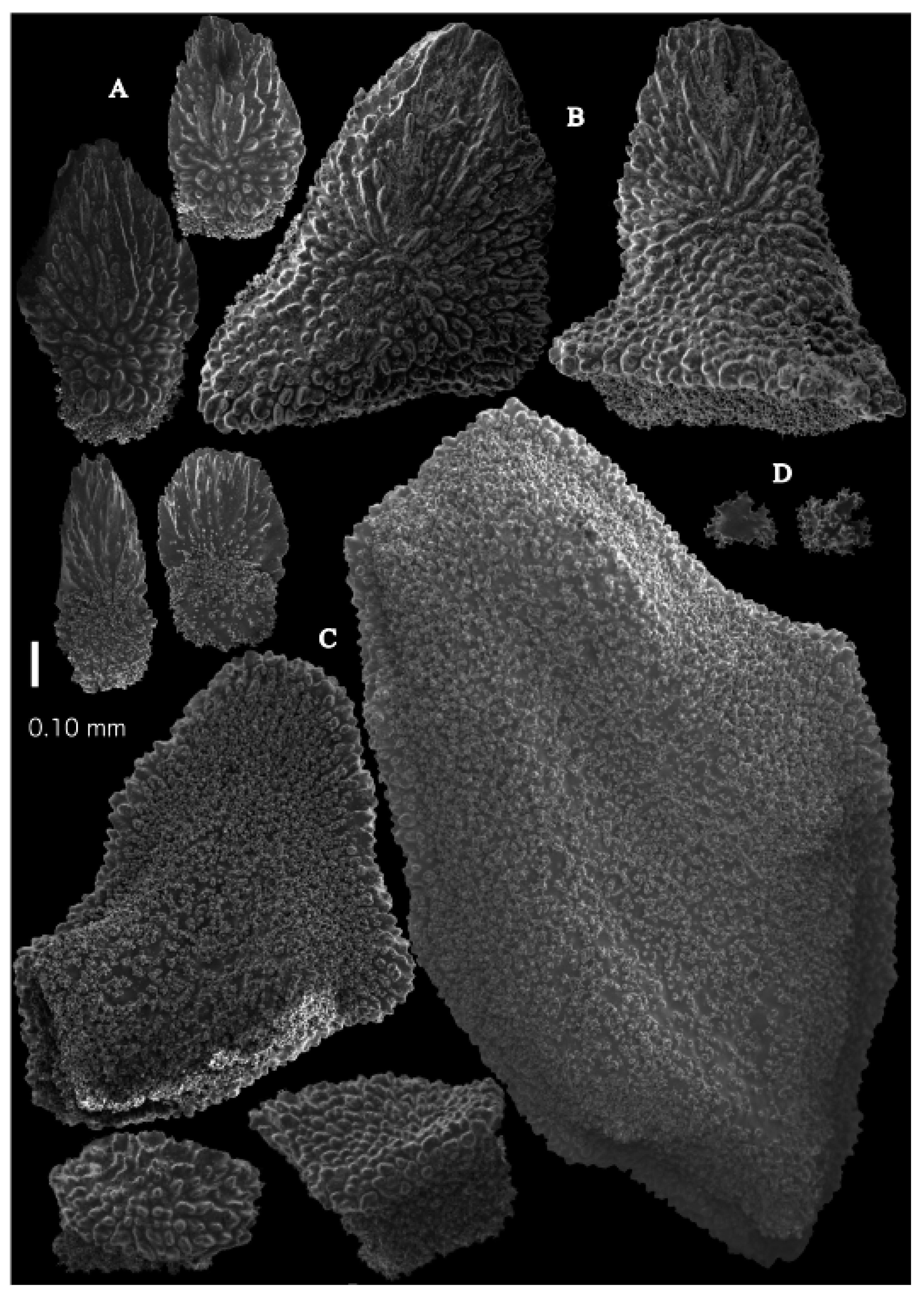 Taxonomy 03 00018 g021