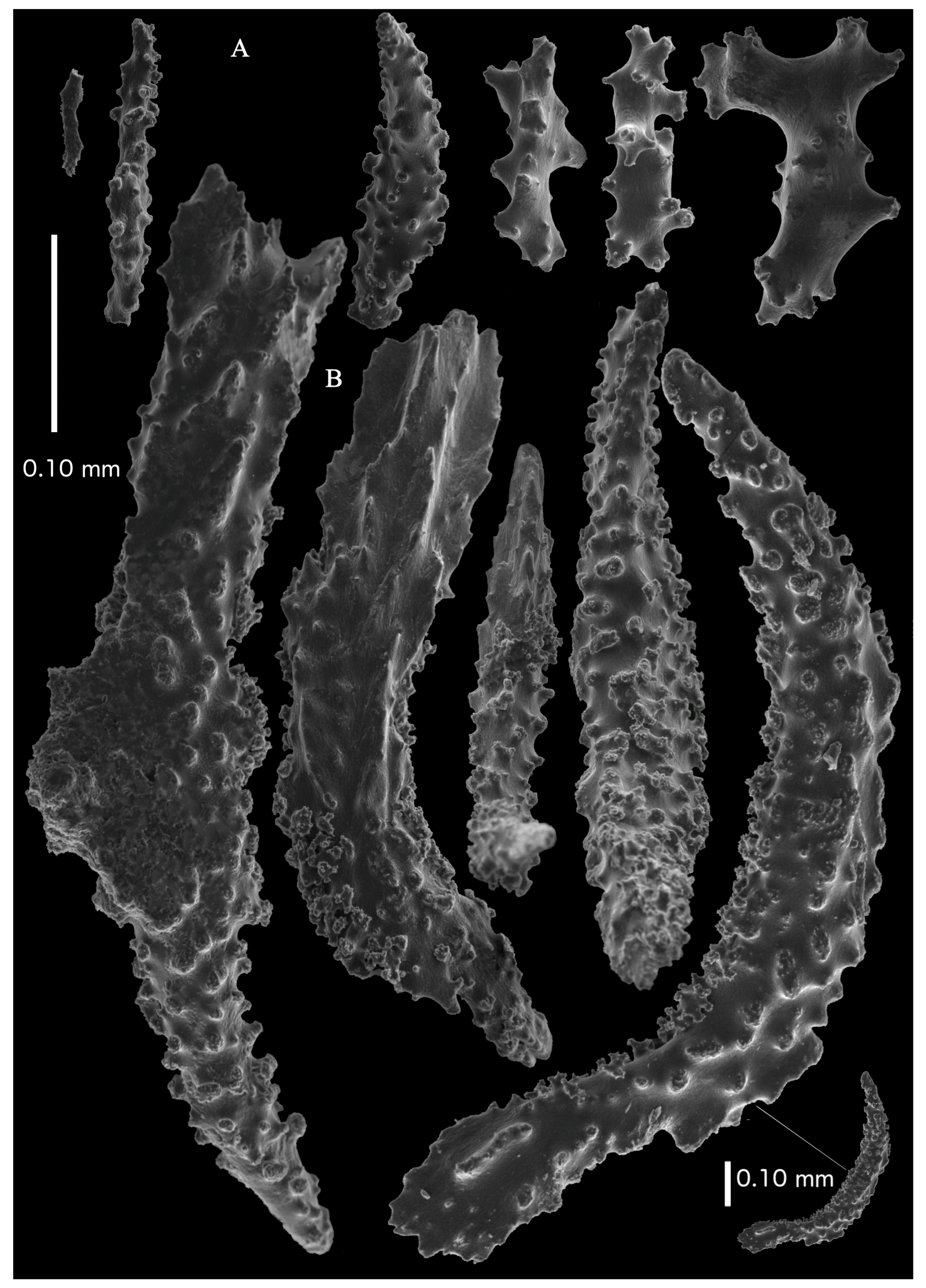 Taxonomy 03 00018 g022