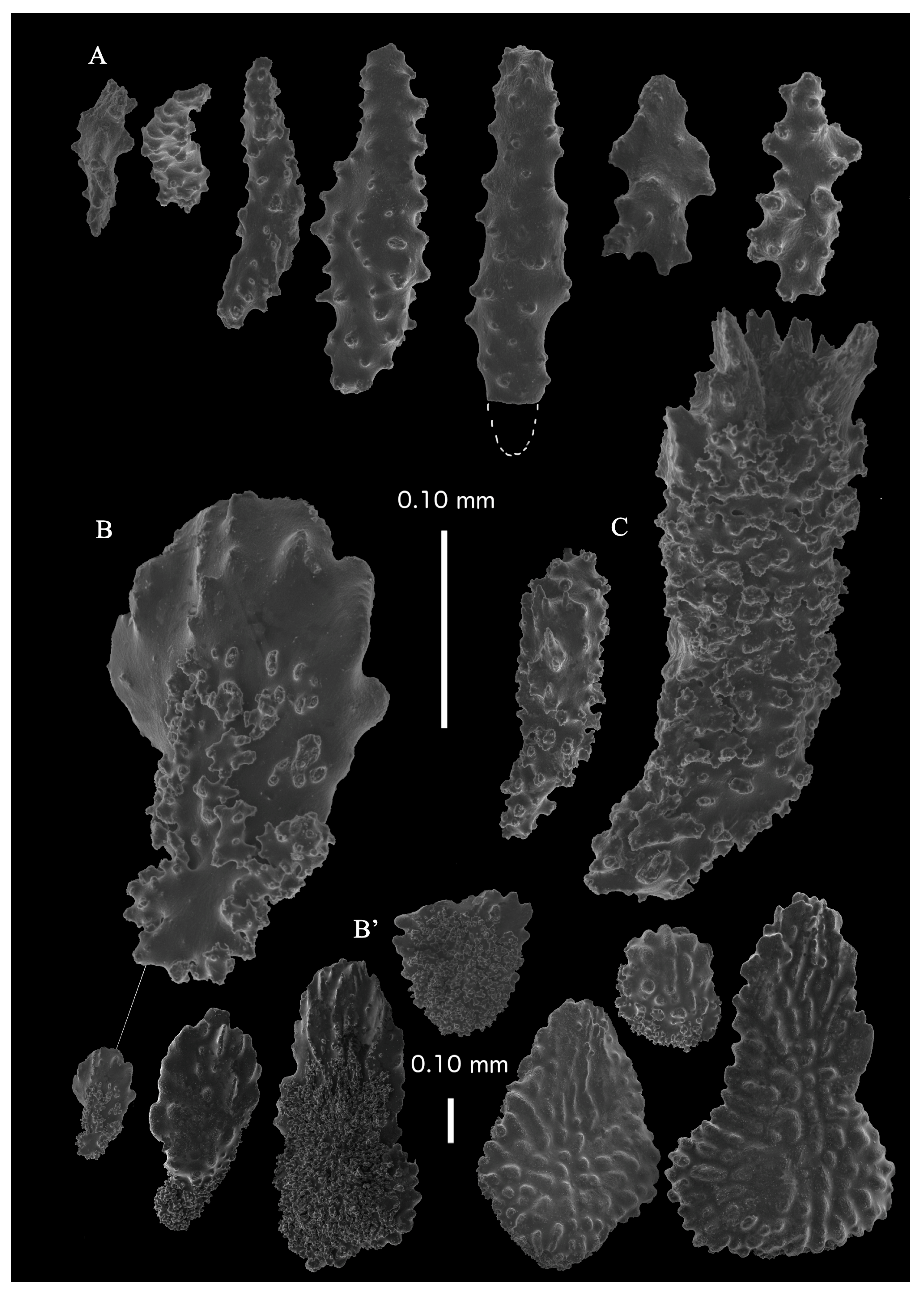 Taxonomy 03 00018 g024
