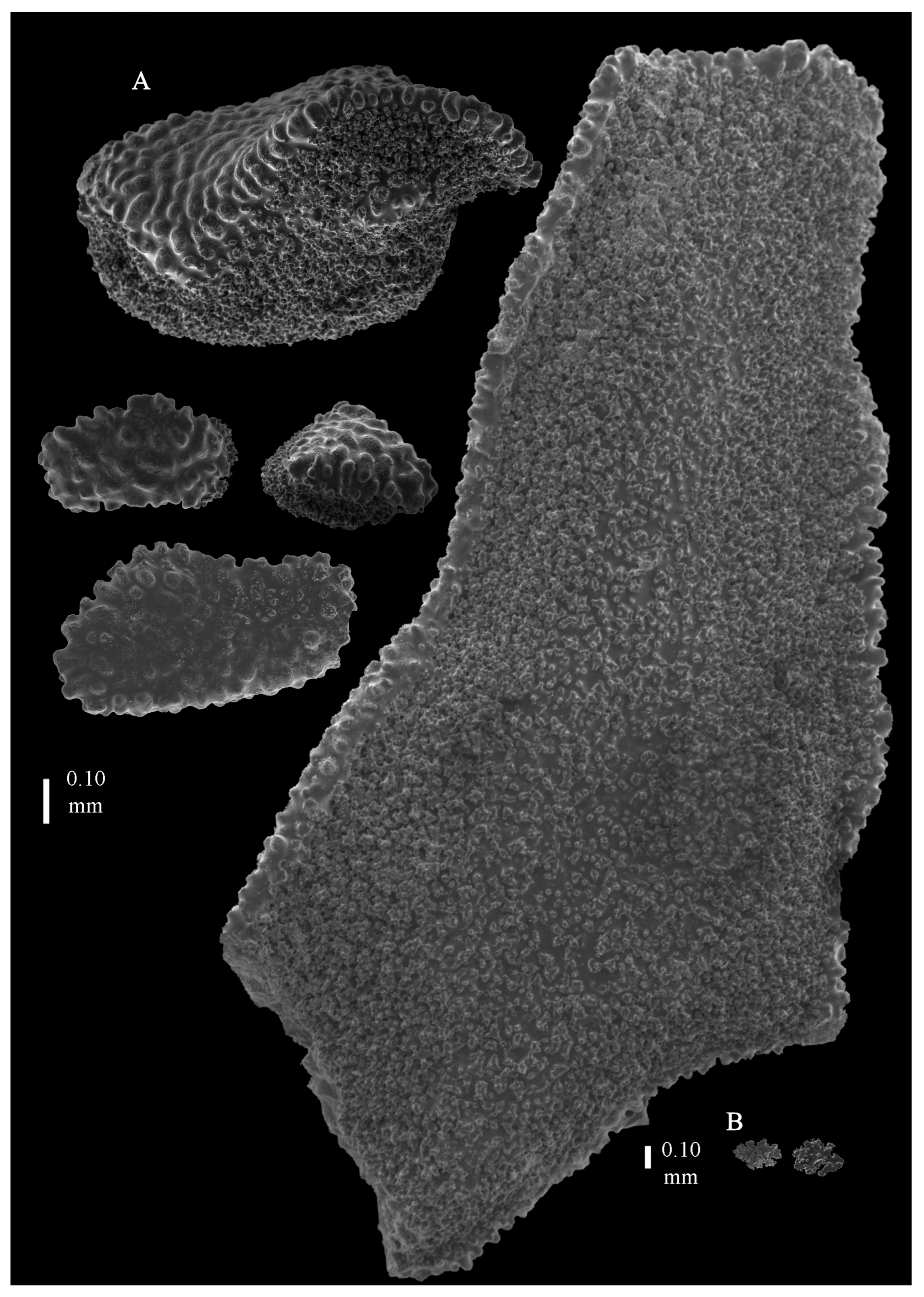 Taxonomy 03 00018 g025