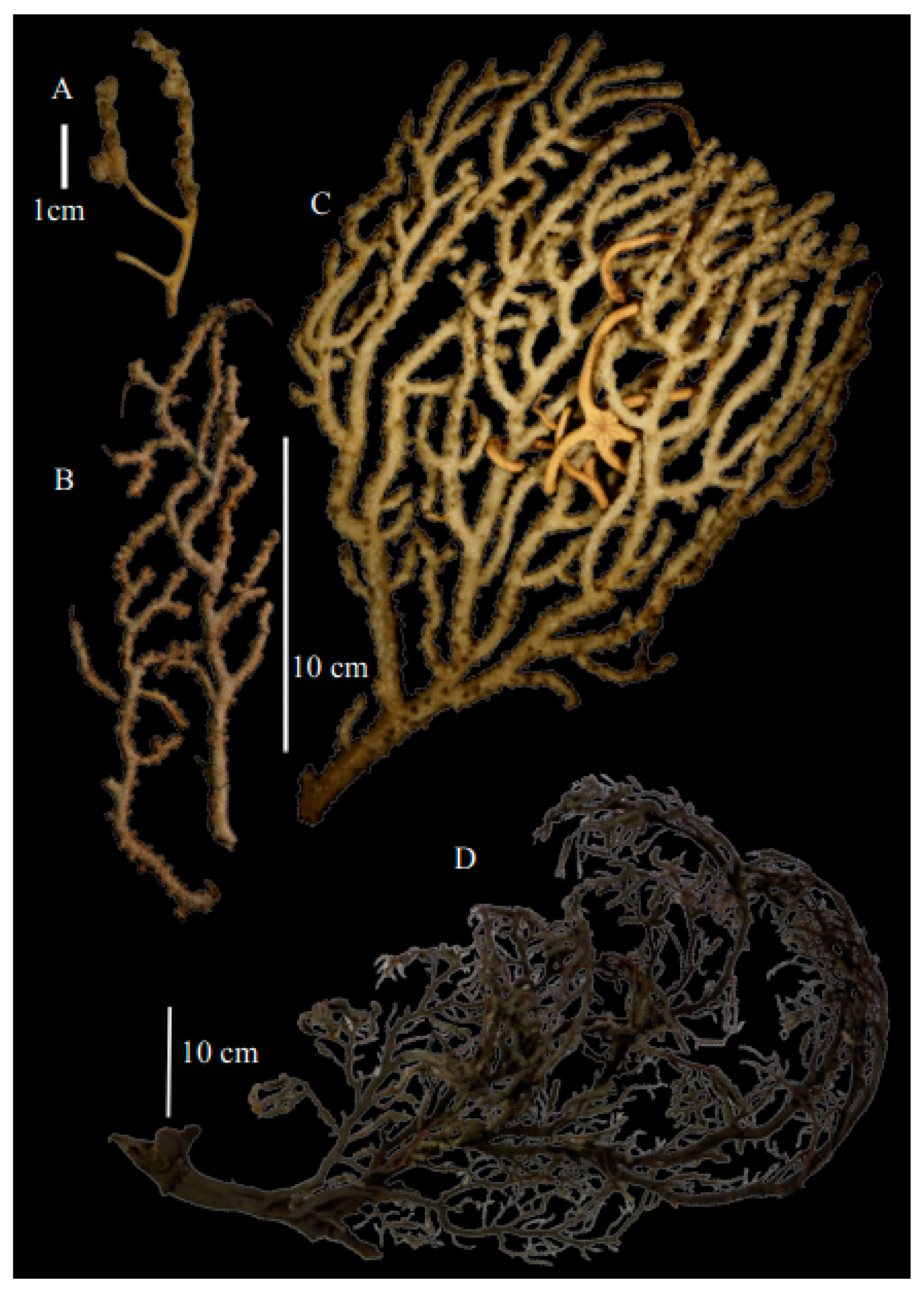 Taxonomy 03 00018 g026
