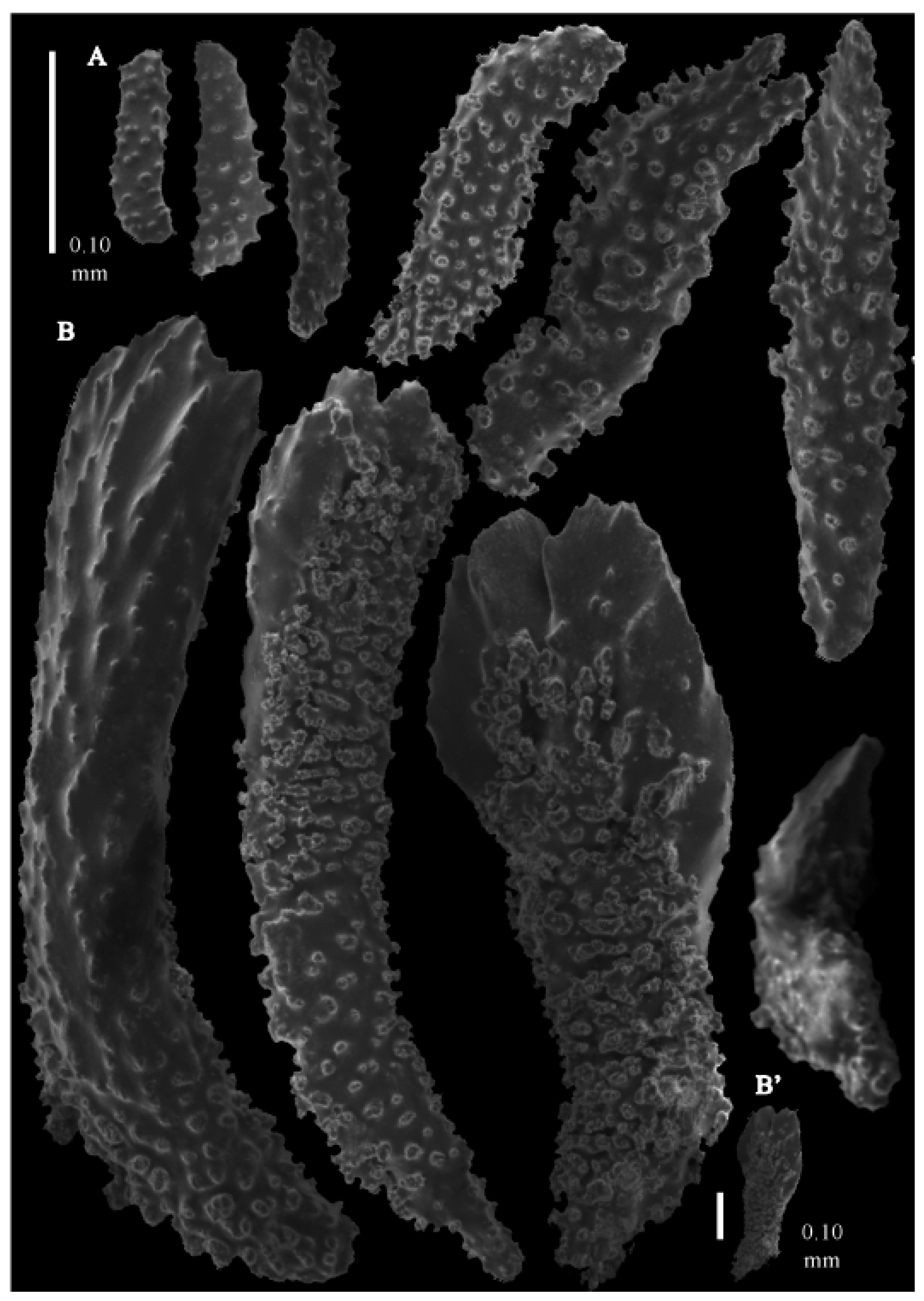 Taxonomy 03 00018 g027