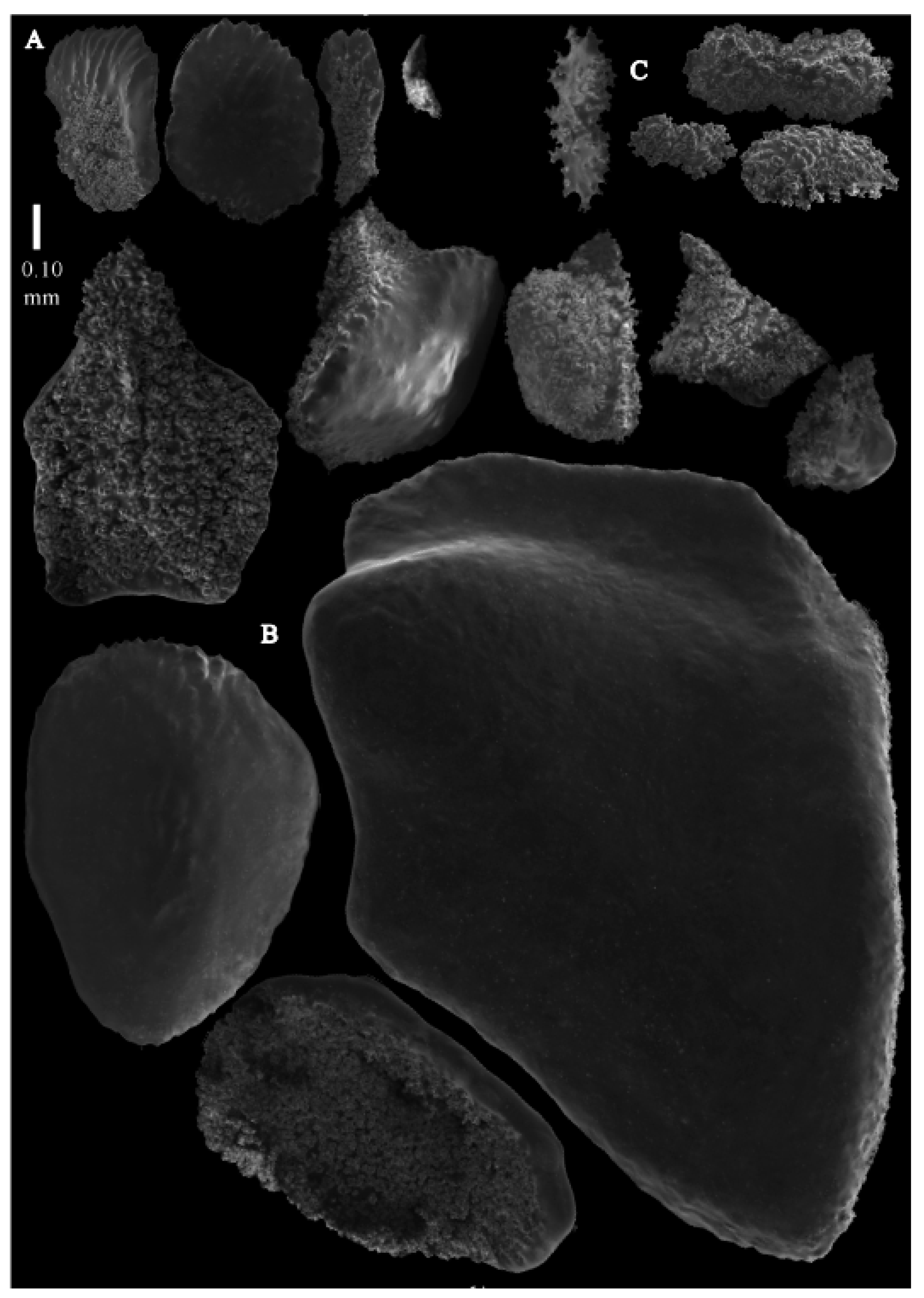 Taxonomy 03 00018 g028