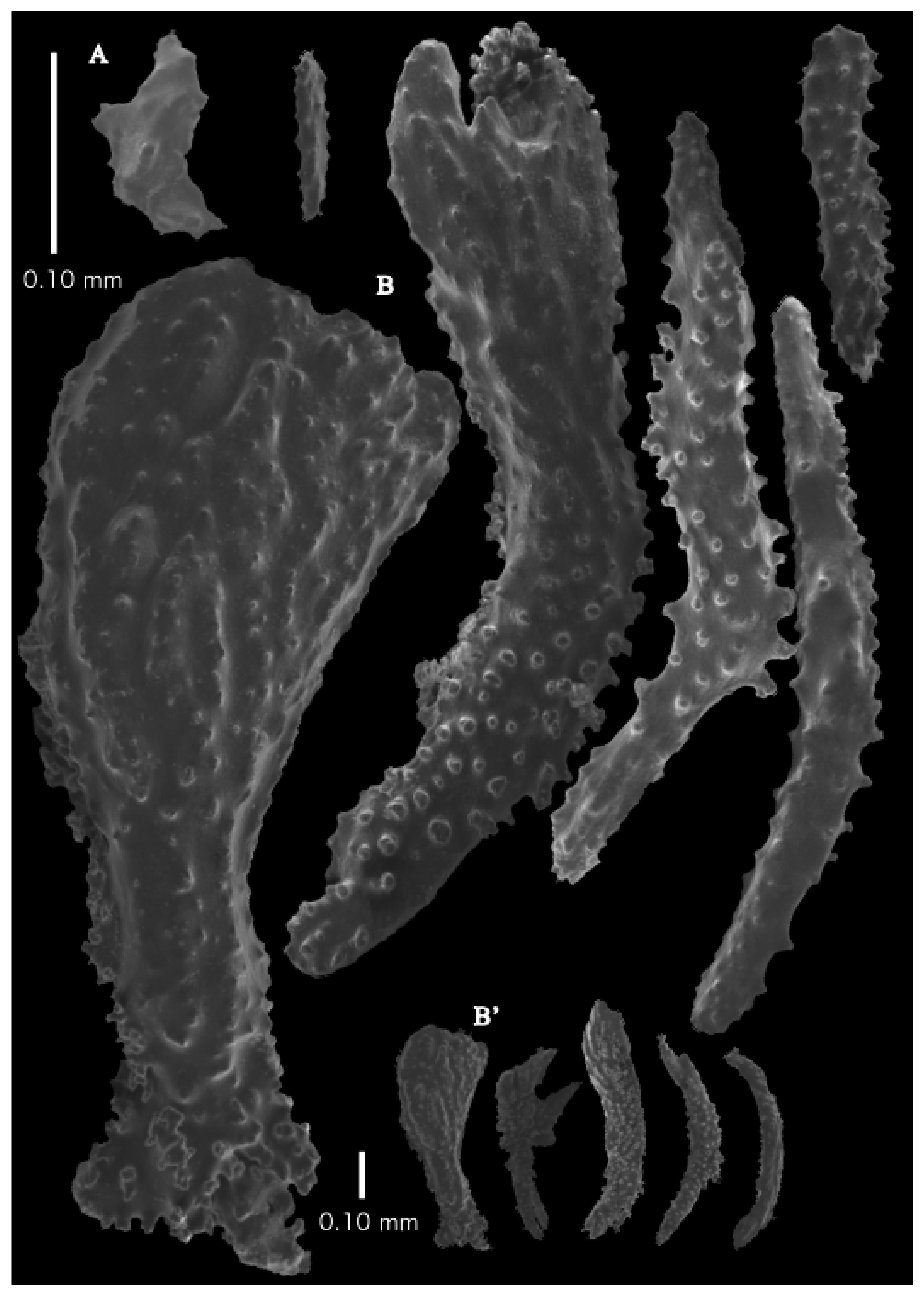 Taxonomy 03 00018 g029