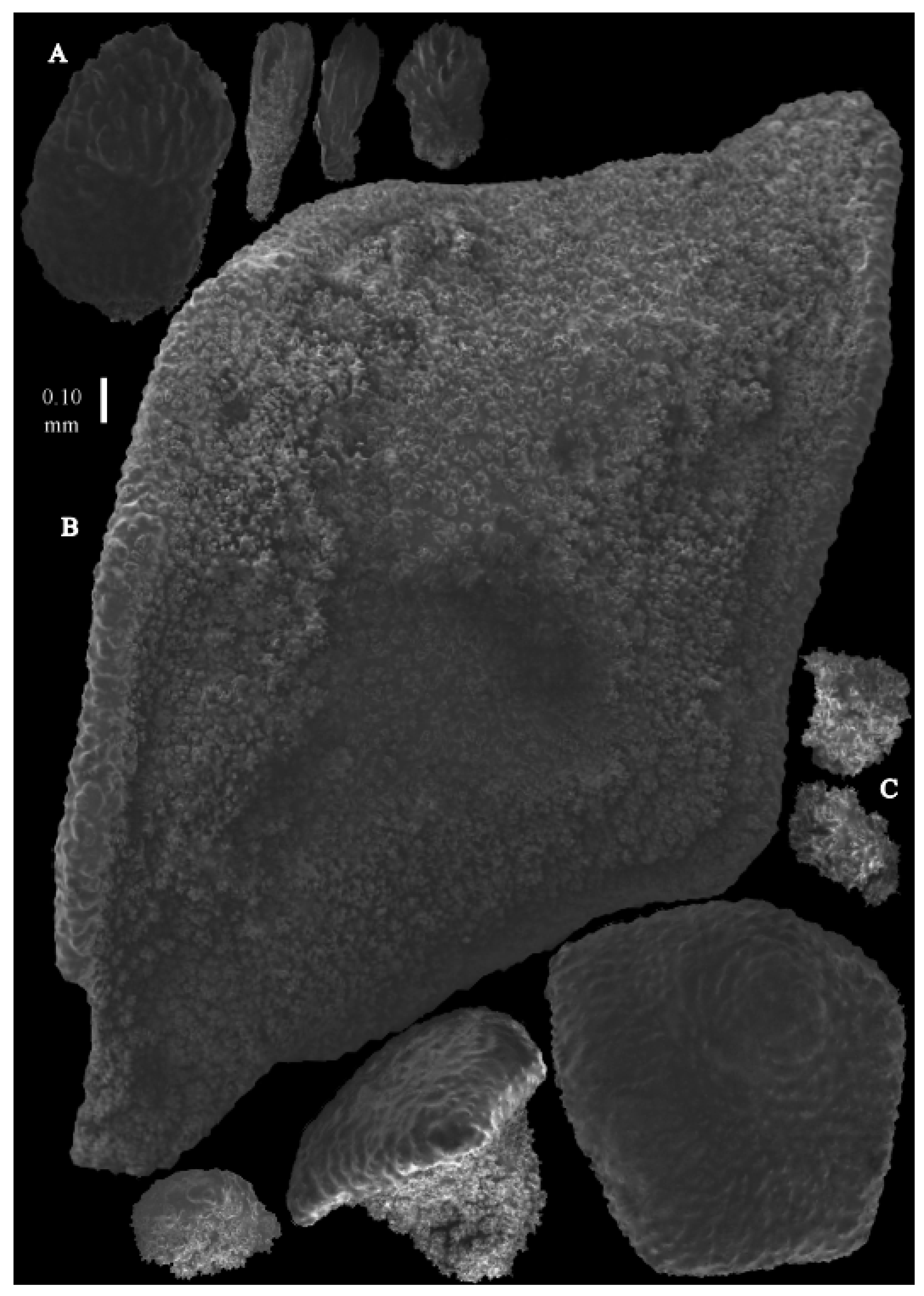 Taxonomy 03 00018 g030