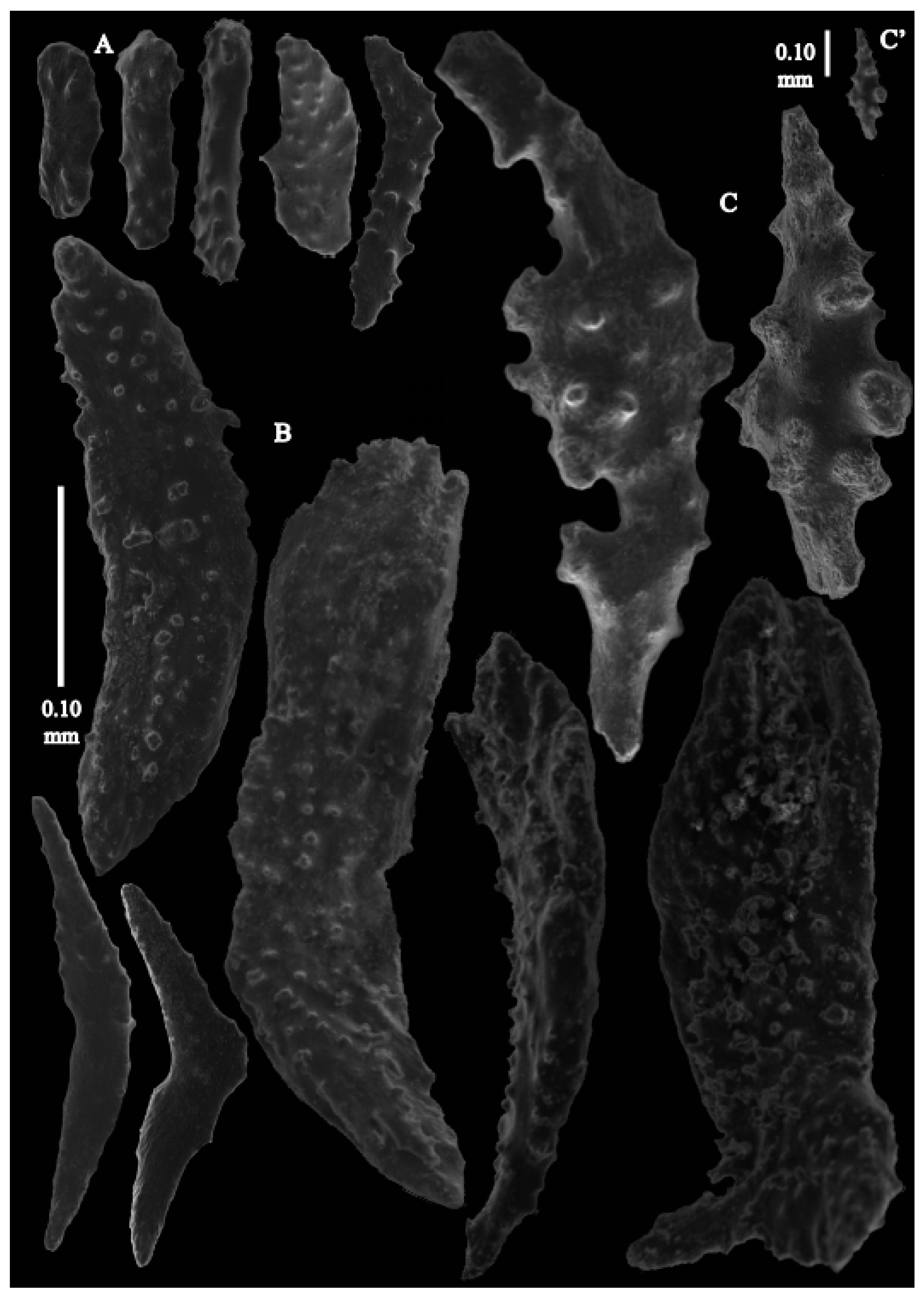 Taxonomy 03 00018 g031