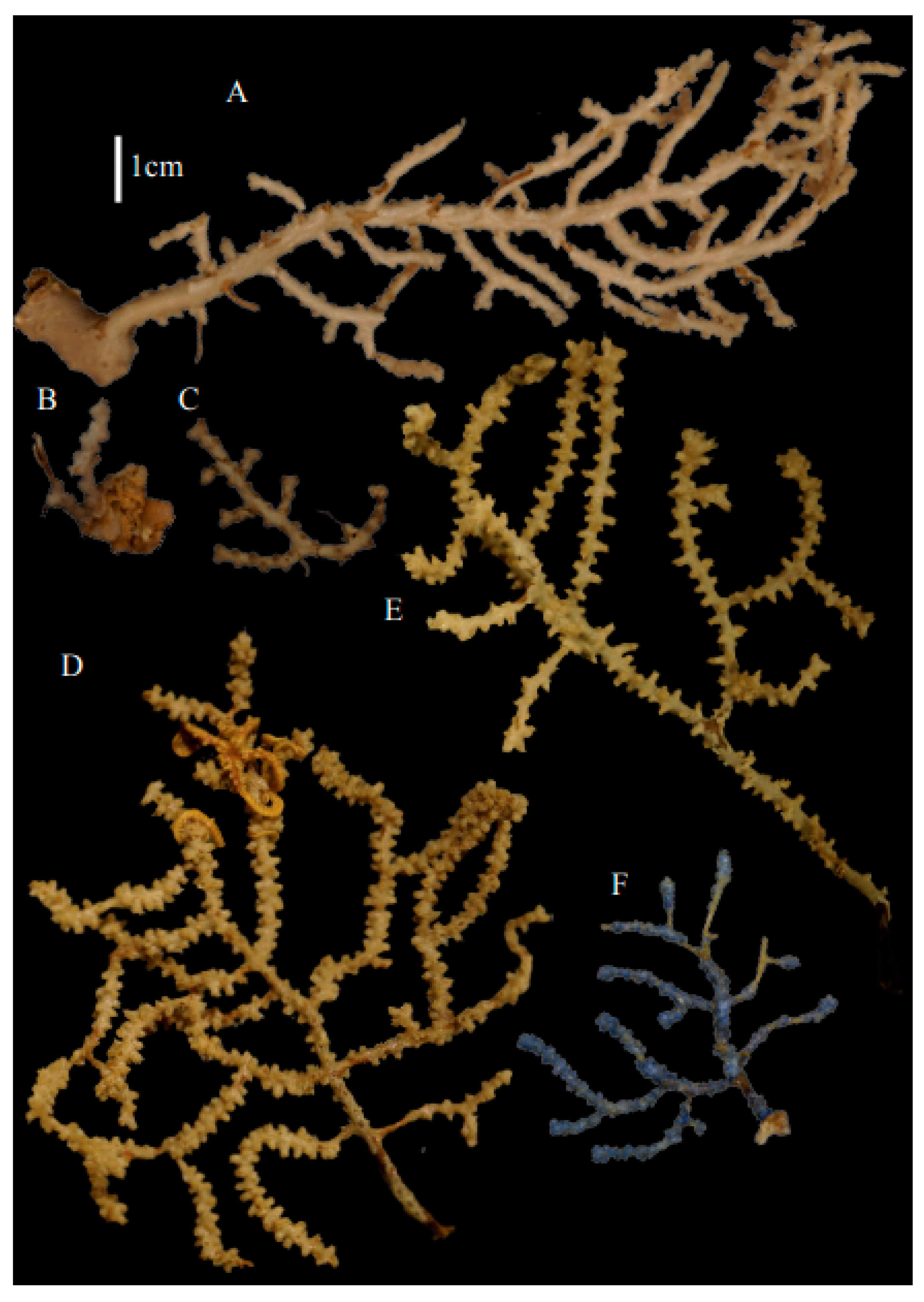 Taxonomy 03 00018 g033