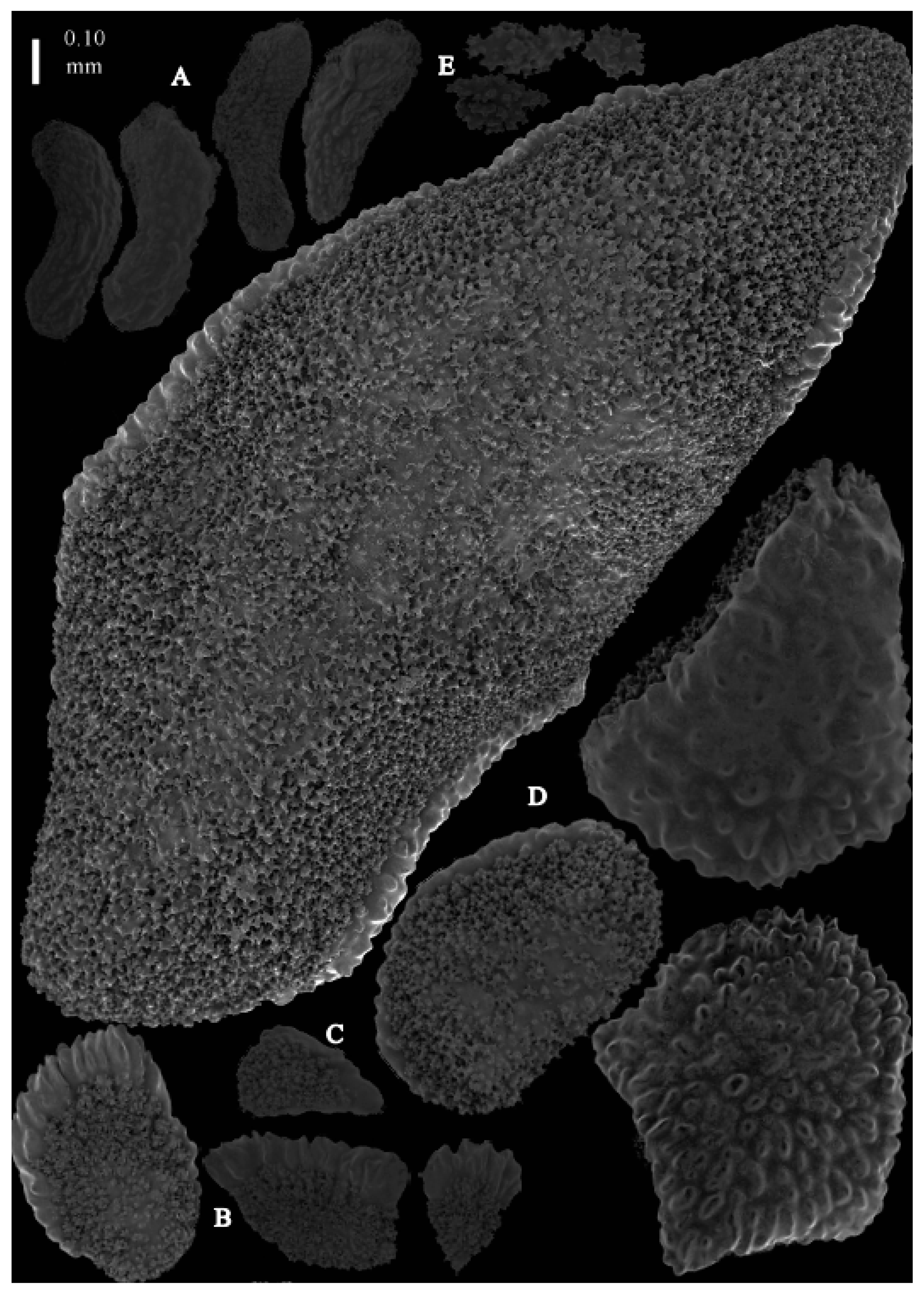 Taxonomy 03 00018 g035