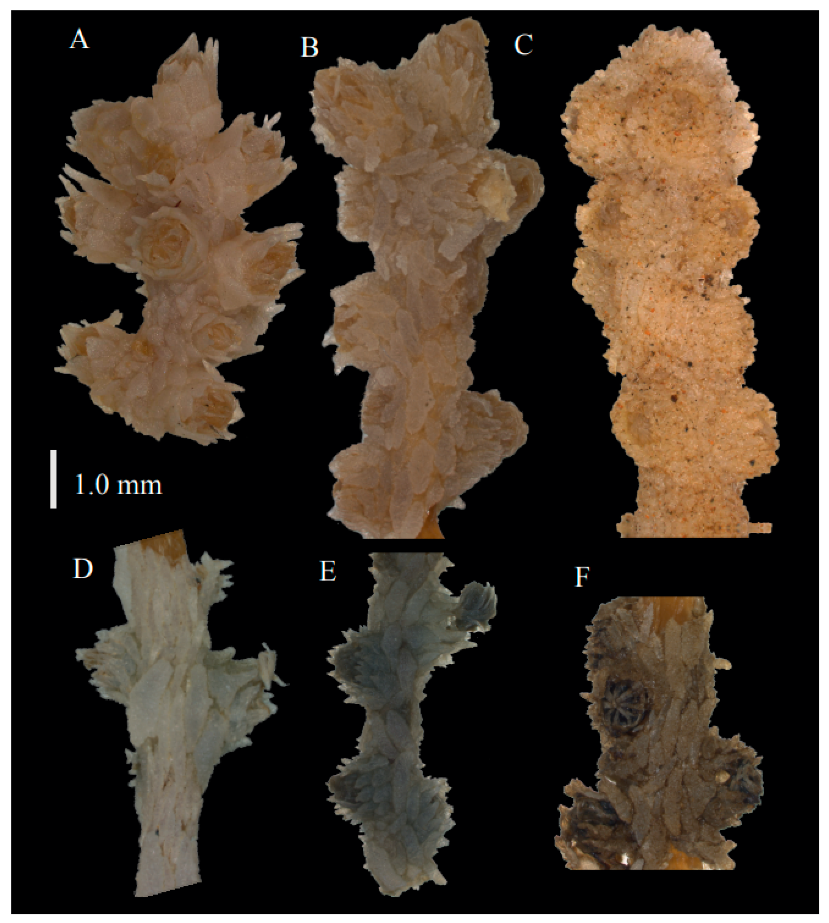 Taxonomy 03 00018 g036