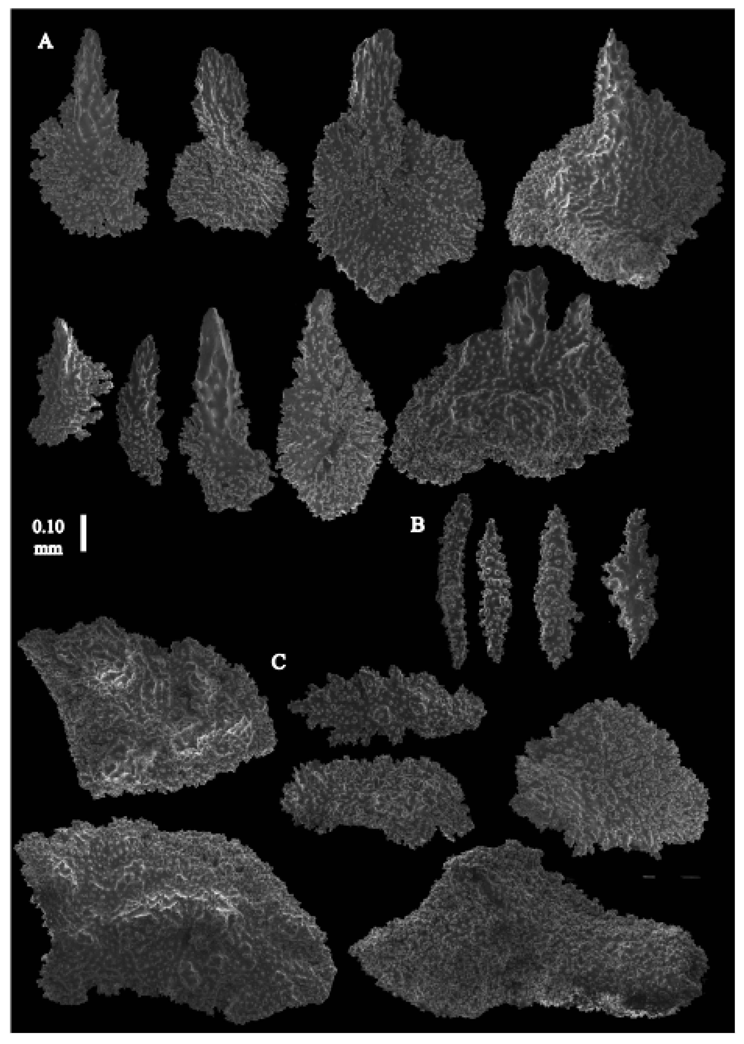 Taxonomy 03 00018 g040