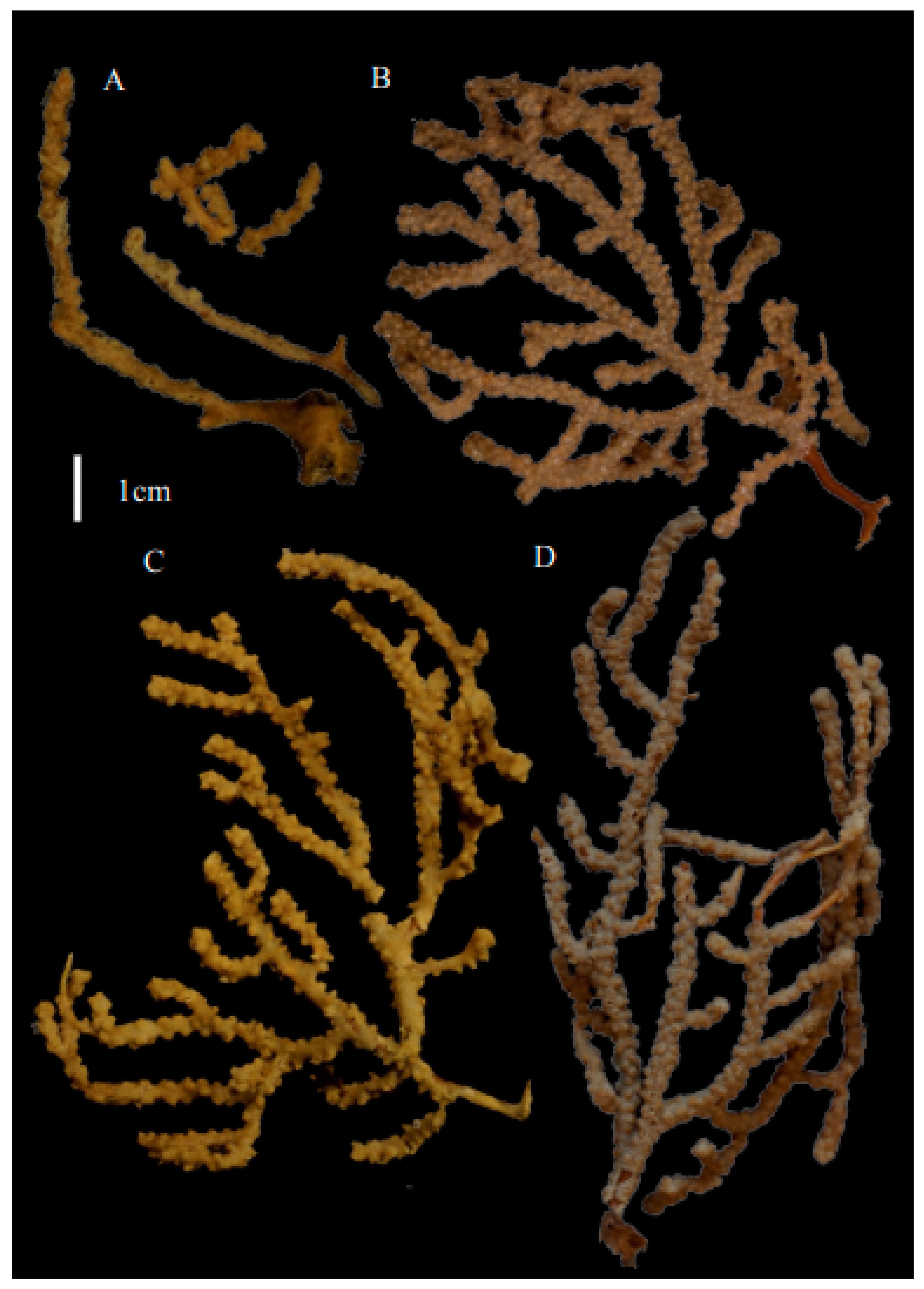 Taxonomy 03 00018 g041